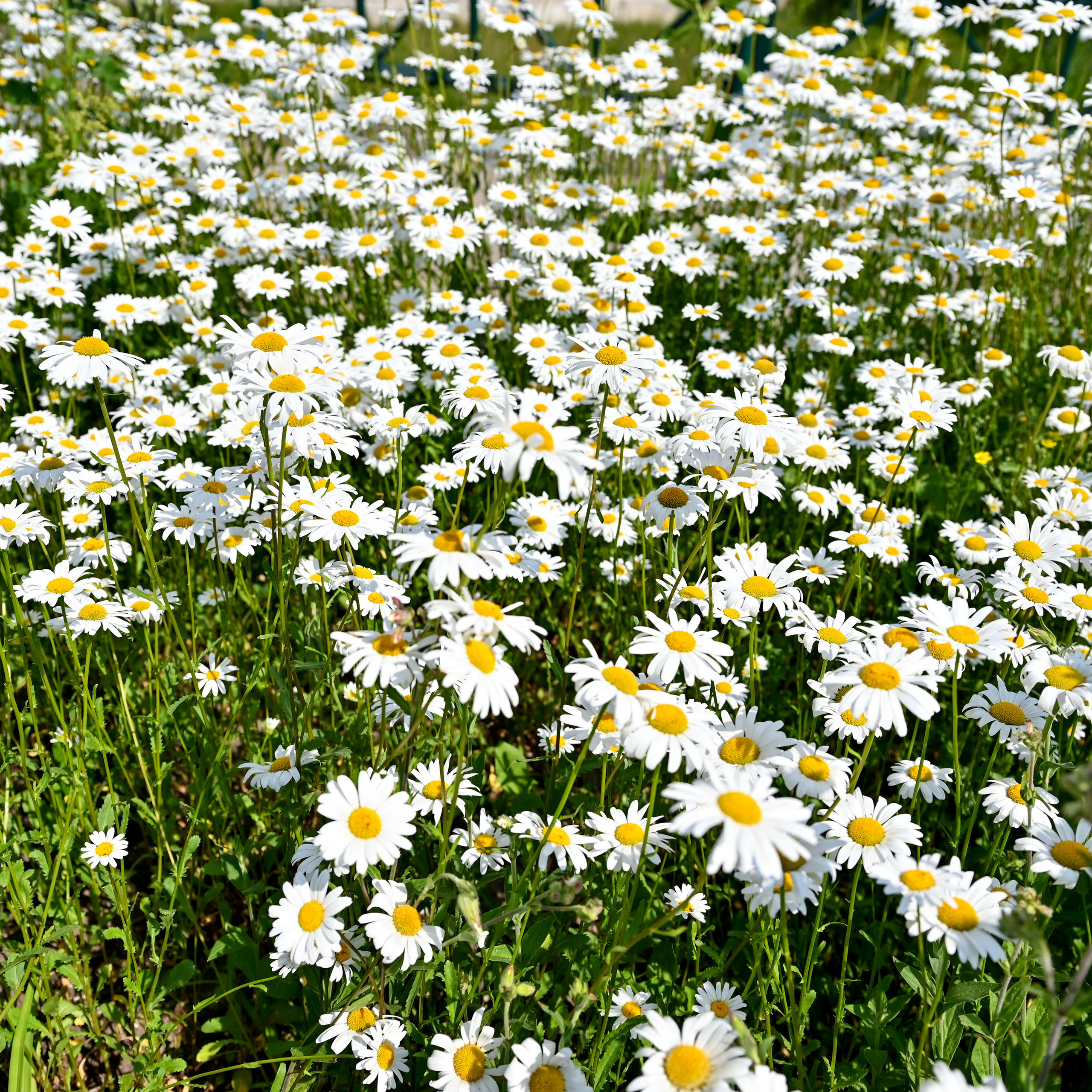 Отзывы. Семейный фотограф в г. Воскресенск Наталия Молева