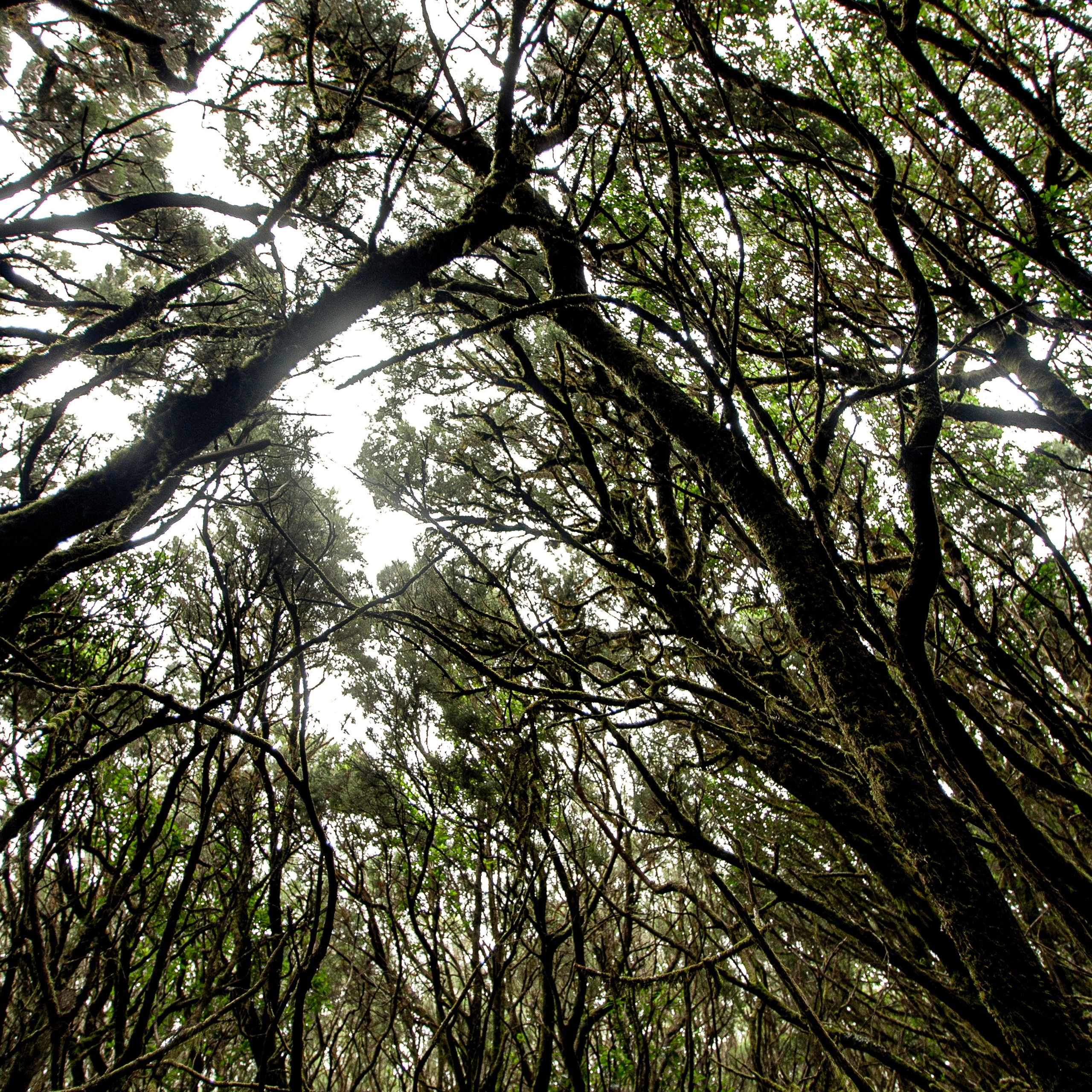 Канары. 2010. Евгений Курсков