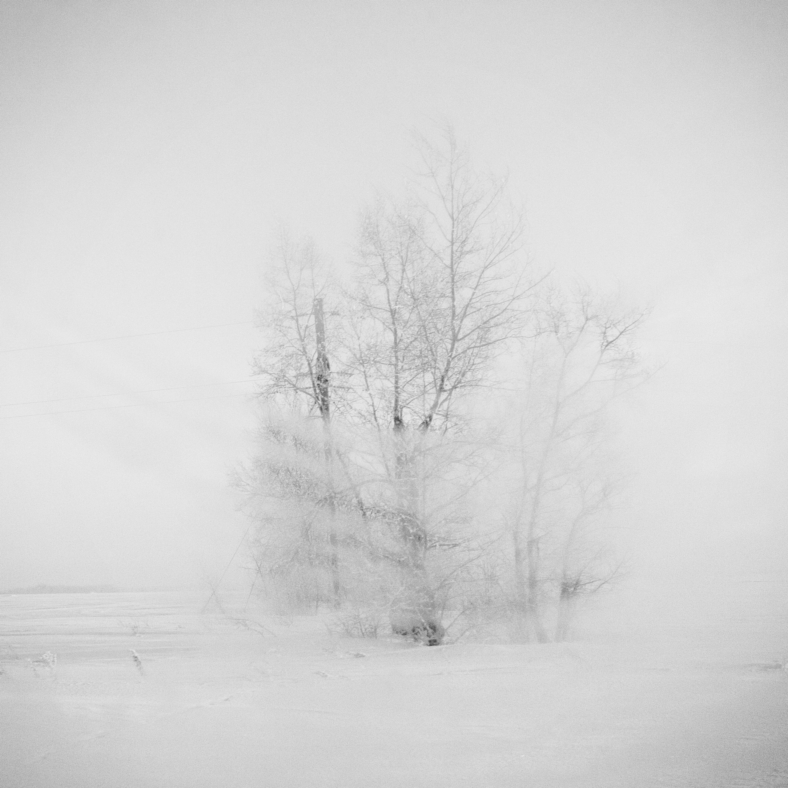 Белые. 2006-2010.