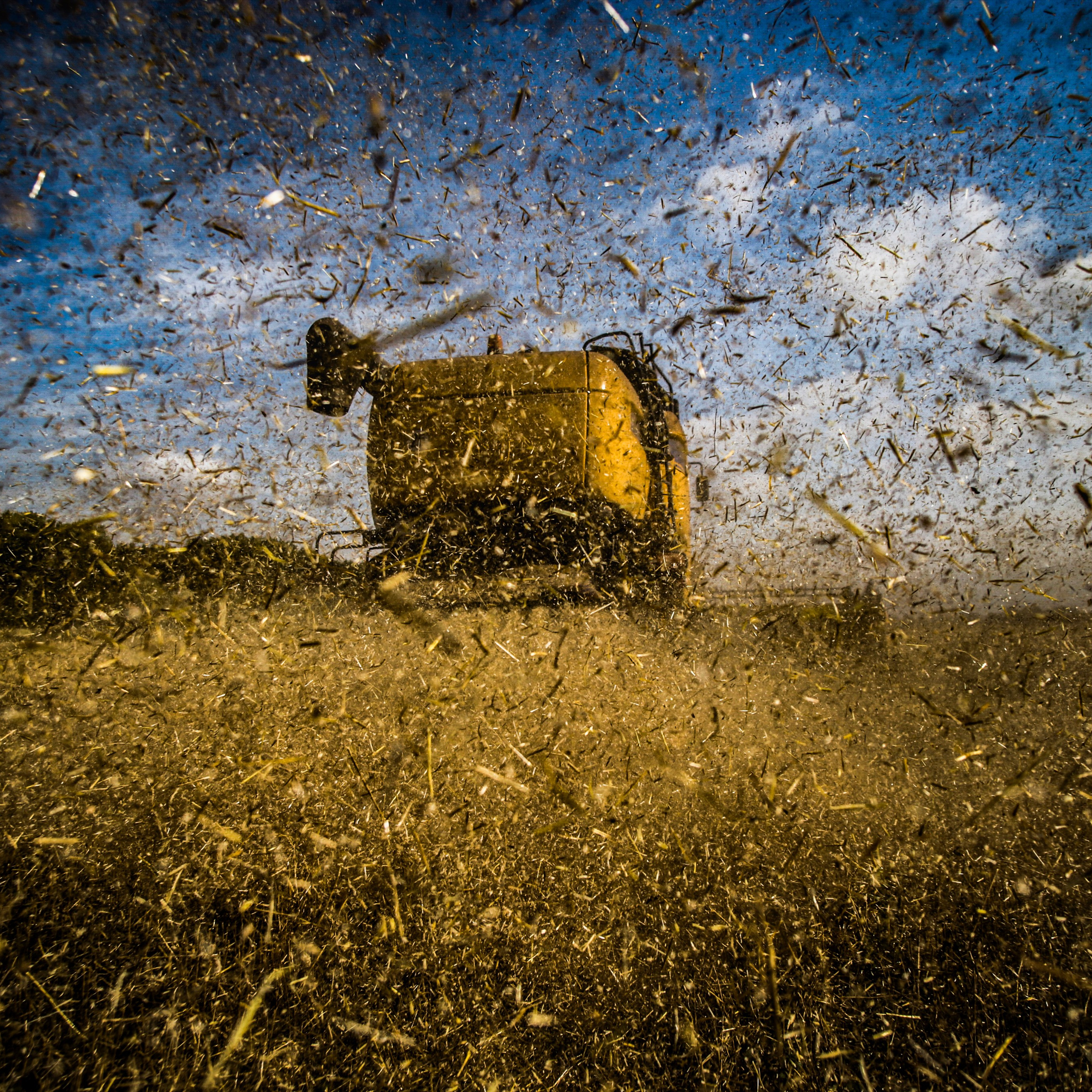 Россия. Новосибирская область. 21 августа 2015 года. Зерноуборочный комбайн New Holland во время уборки озимой пшеницы в Искитимском районе. 