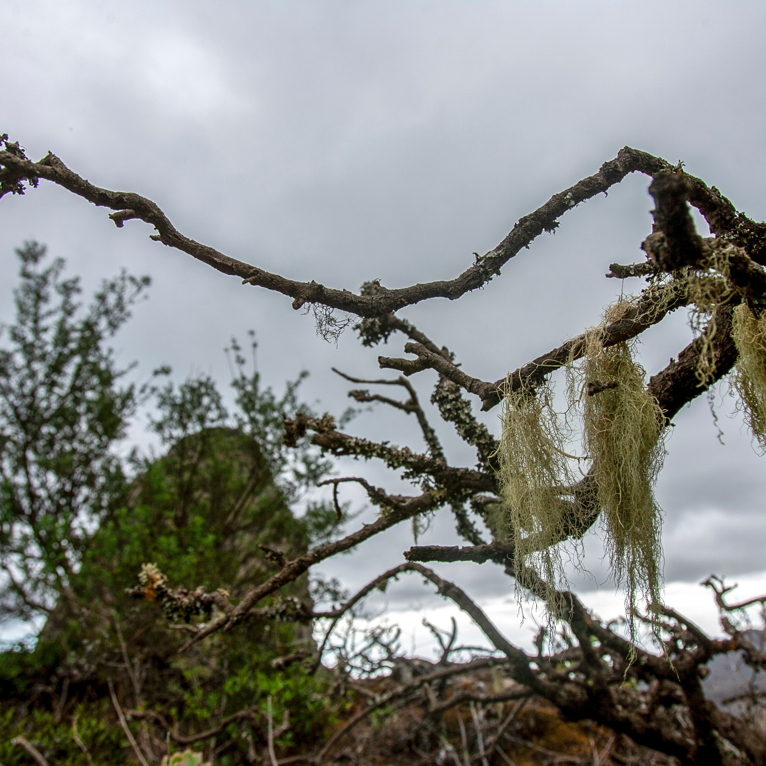 Канары. 2010. Евгений Курсков