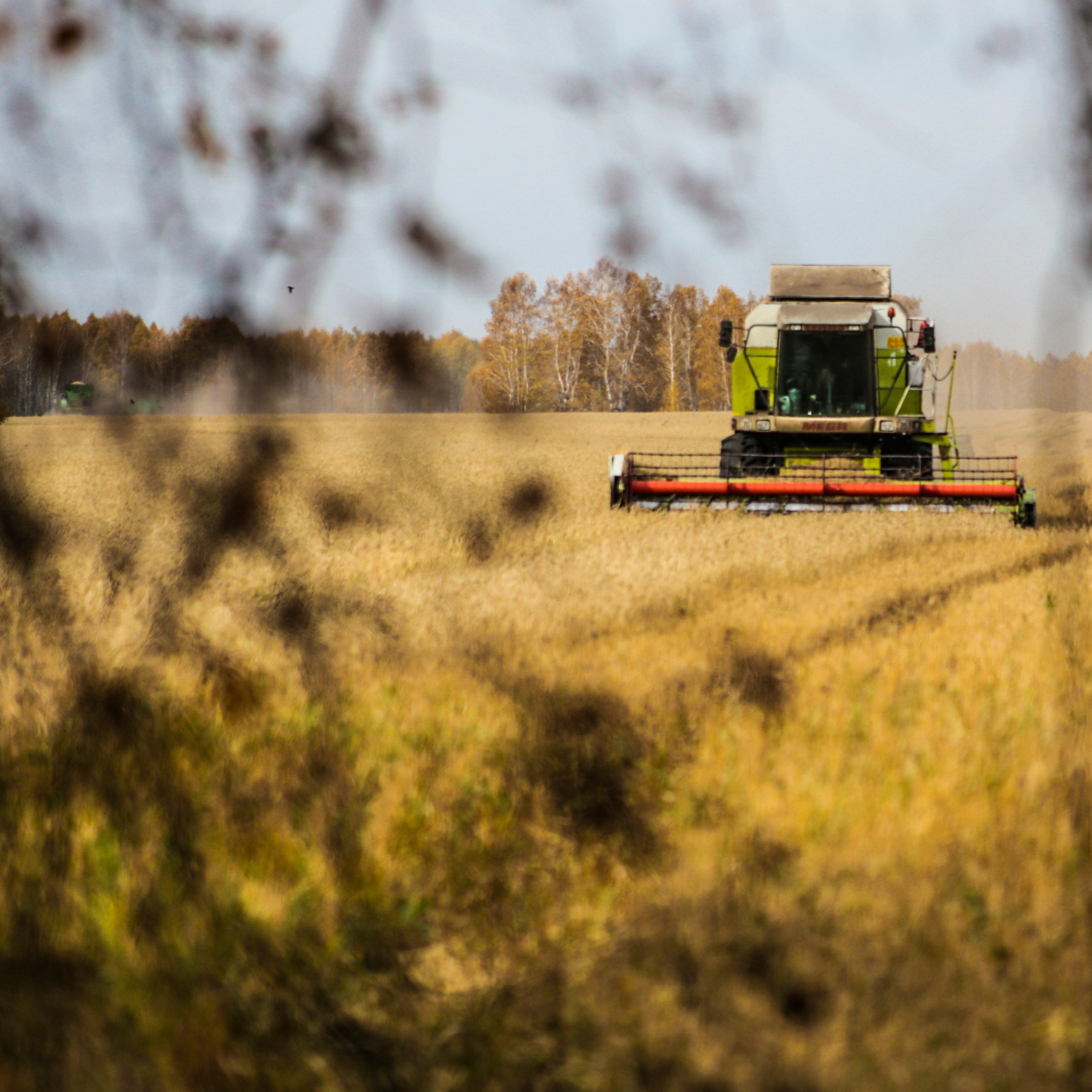 Россия. Новосибирская область. 3 октября 2014 года. Зерноуборочный комбайн во время уборки озимой пшеницы в Новосибирской области. 