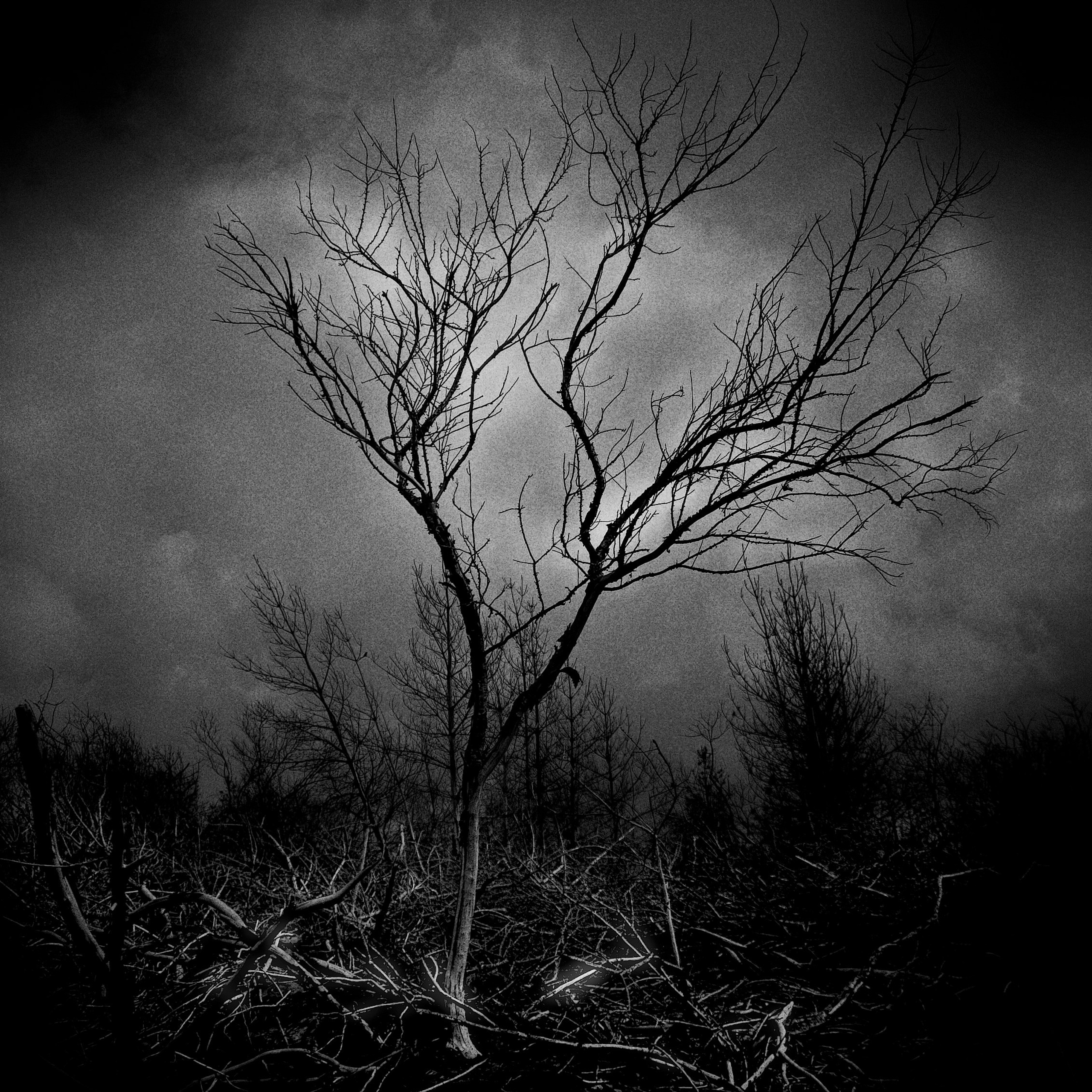 Темно-серые. 2006-20 10