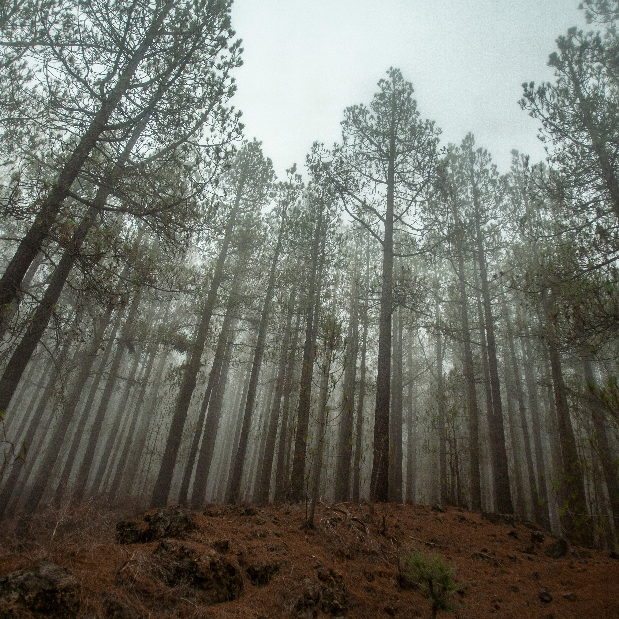 Канары. 2010. Евгений Курсков