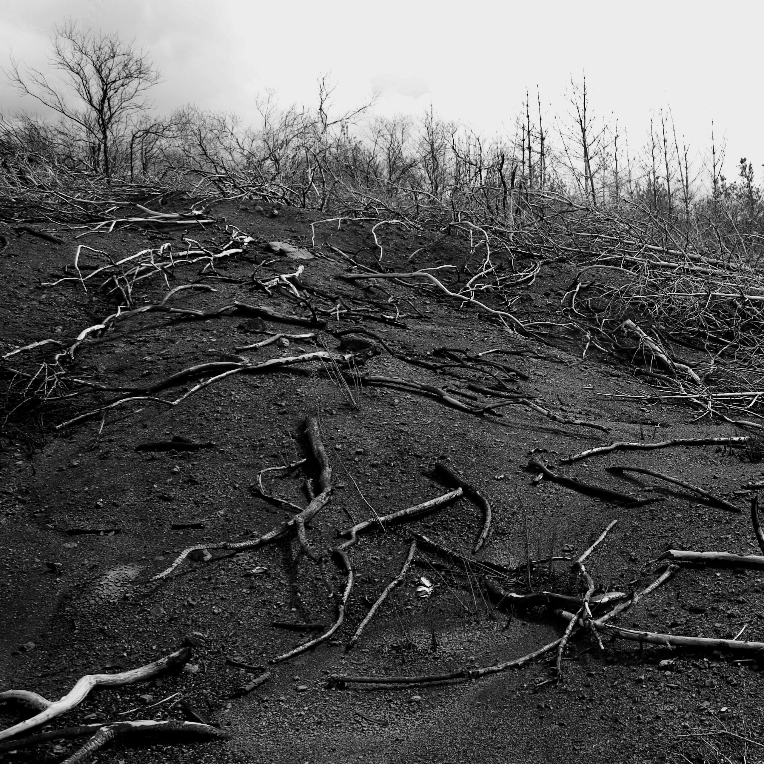 Темно-серые. 2006-20 10. Евгений Курсков