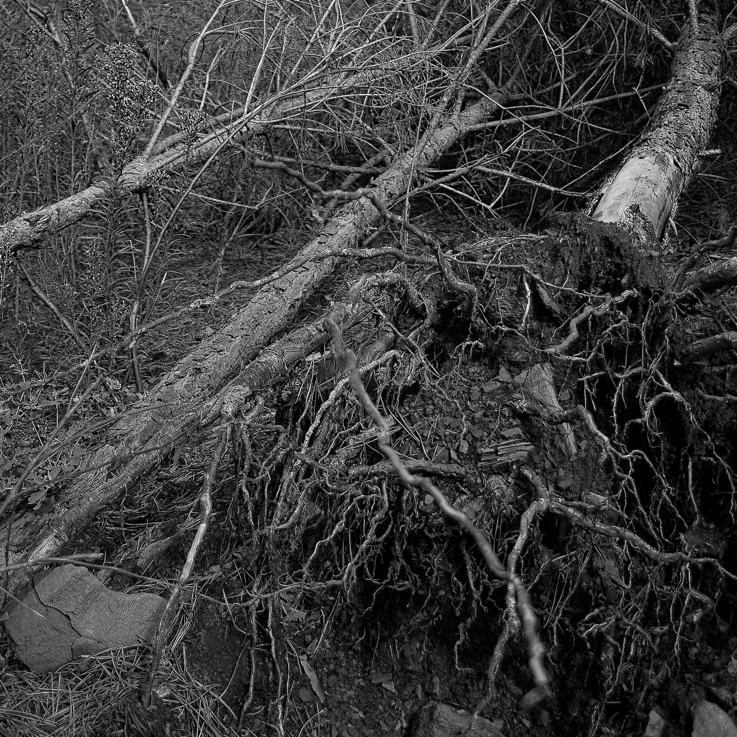 Темно-серые. 2006-20 10. Евгений Курсков