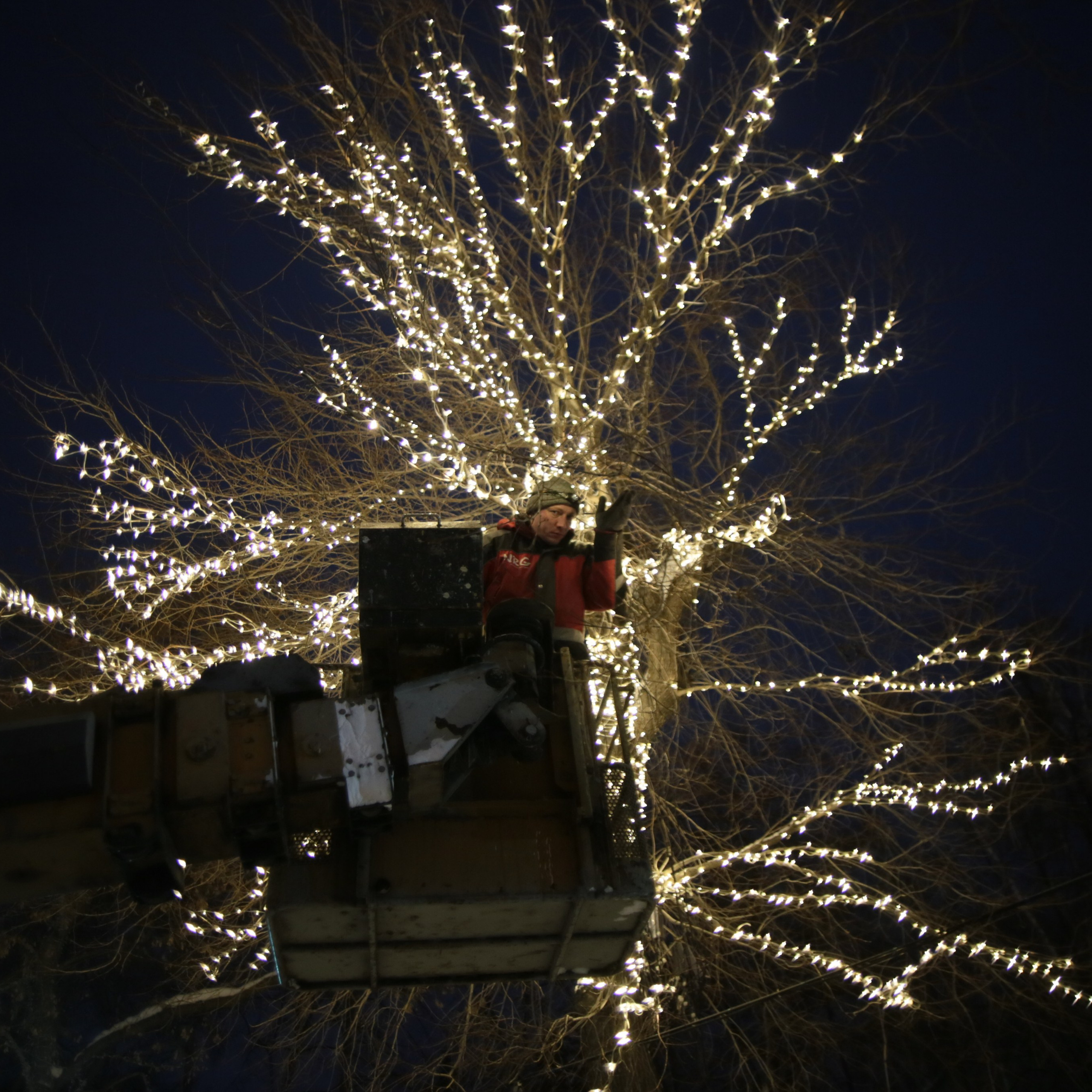  Россия. Новосибирск. 20 декабря 2014 года. Монтаж гирлянд на деревьях в Первомайском сквере.