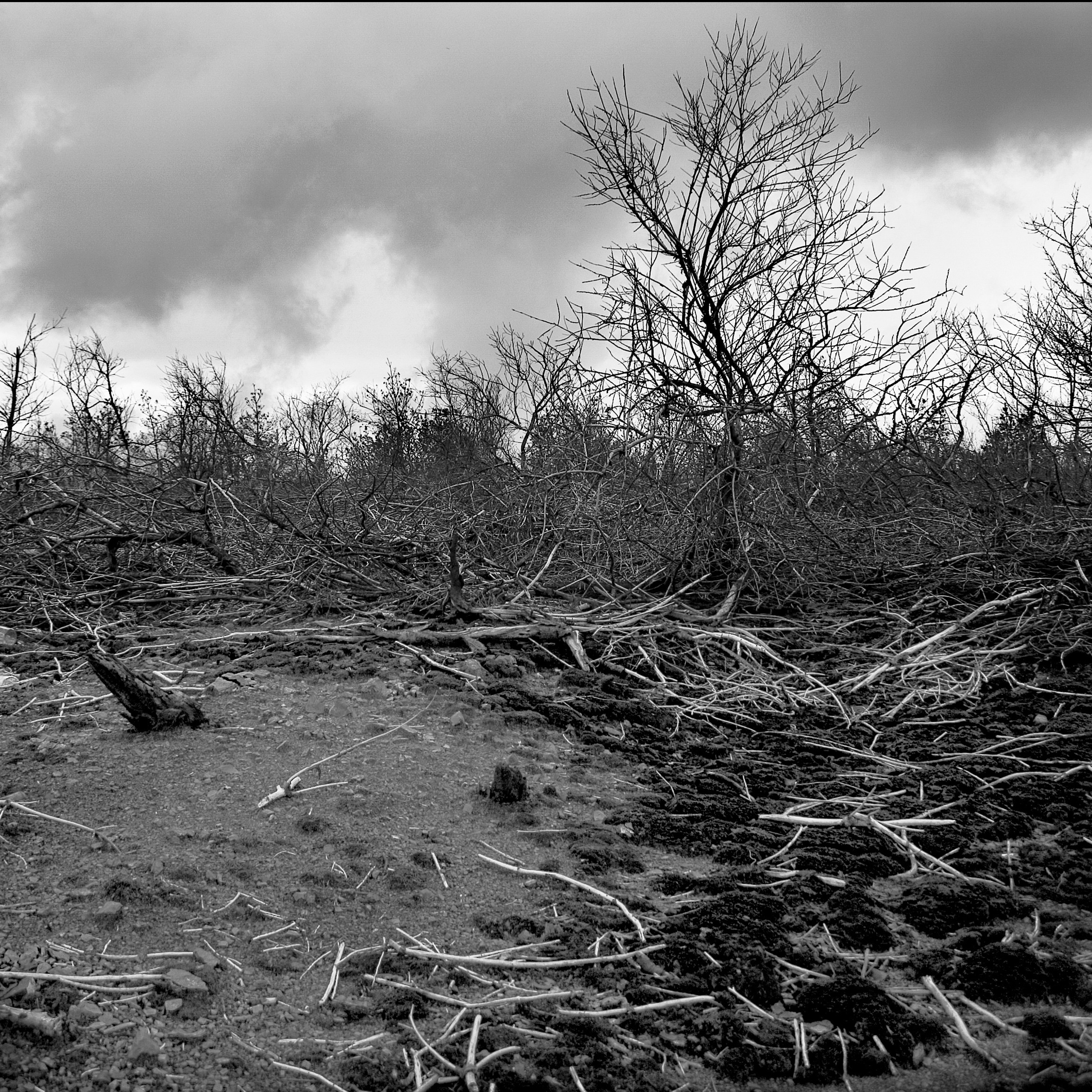 Темно-серые. 2006-20 10. Евгений Курсков