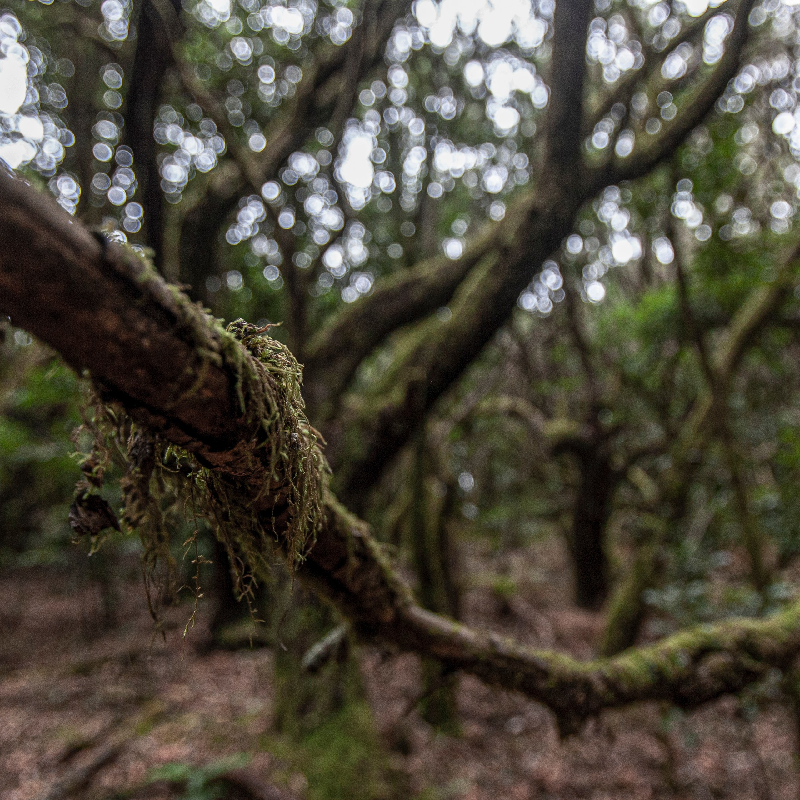 Канары. 2010. Евгений Курсков