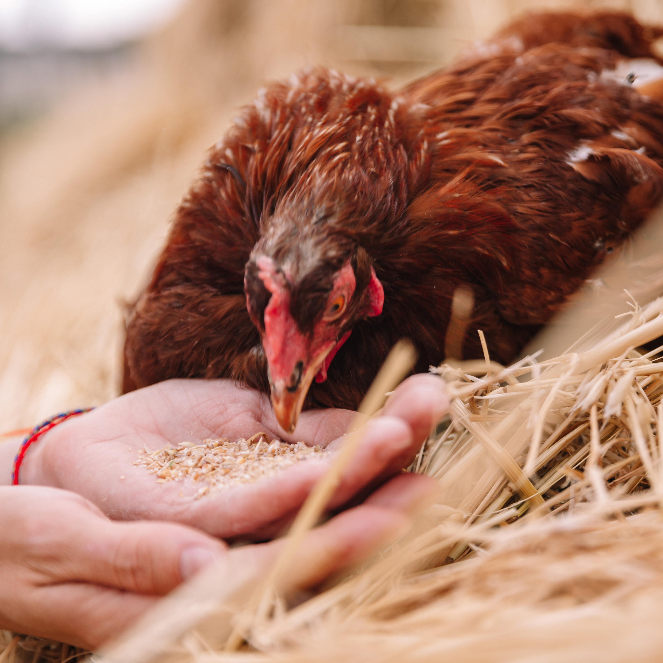 Индивидуальная сьемка. Фотограф  г. Набережные Челны, Татарстан — Айгуль Зарипова