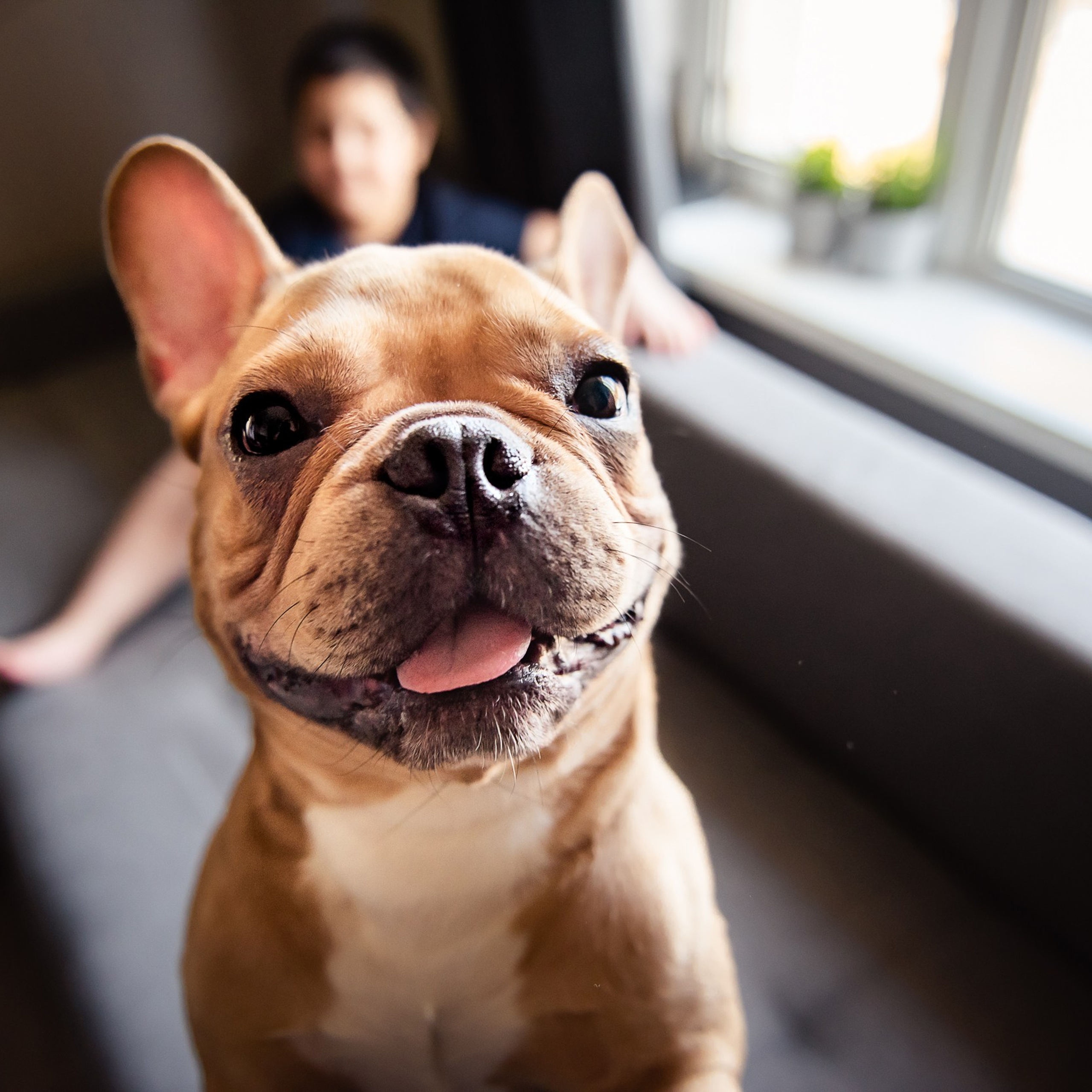 Бульдоги и&nbsp;компания