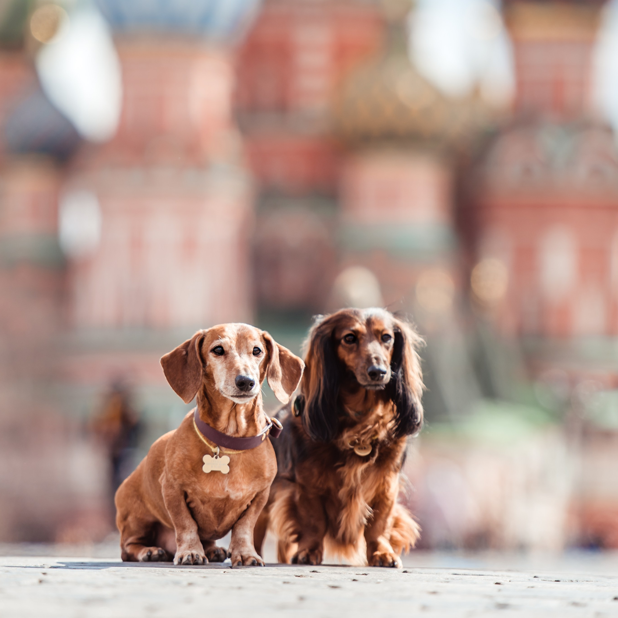 Таксы на&nbsp;Красной площади