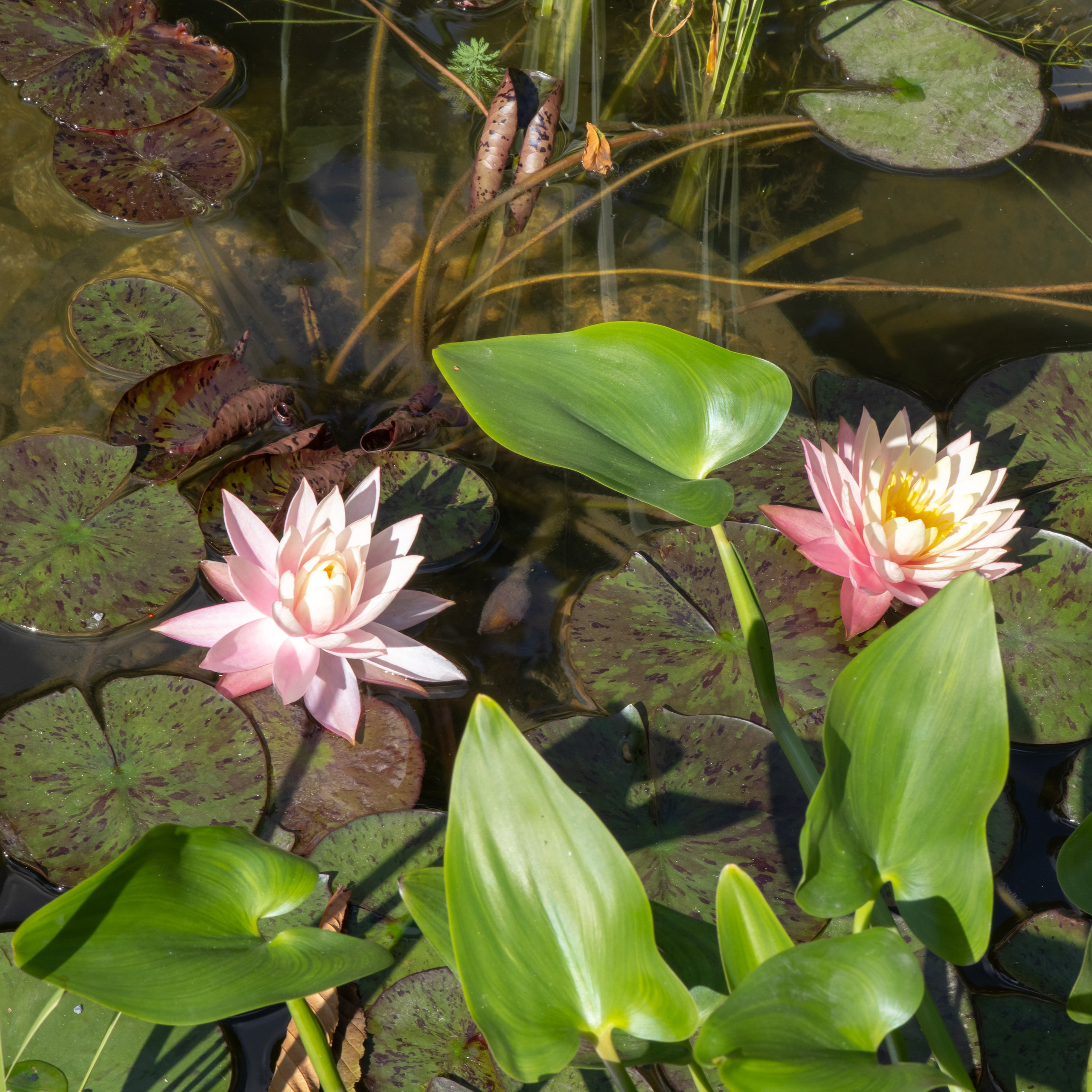 Фотограф — Евгений Свистков. Фотограф — Евгений Свистков