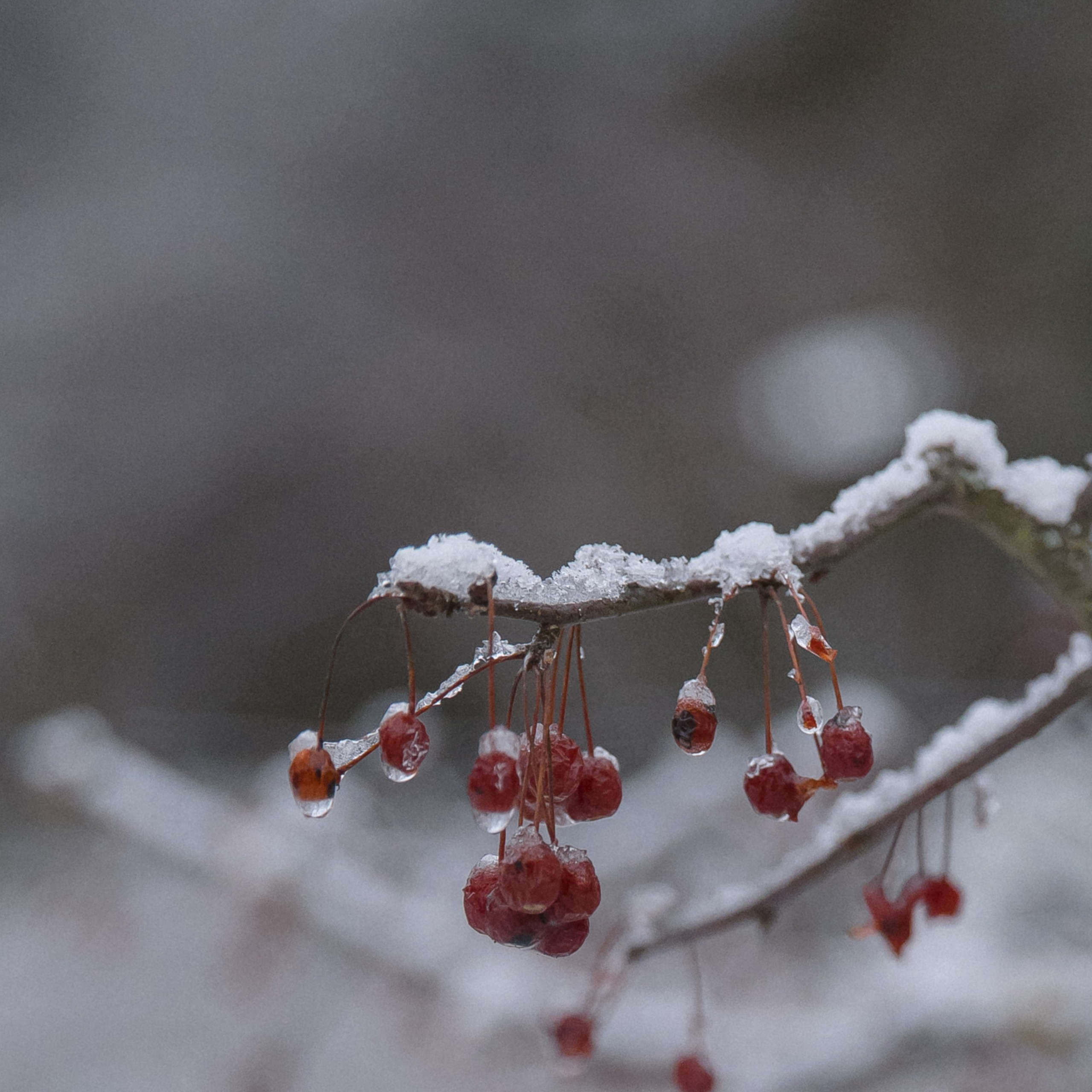 Вечеринка для невест 2025. Свадебный фотограф Колесников Антон