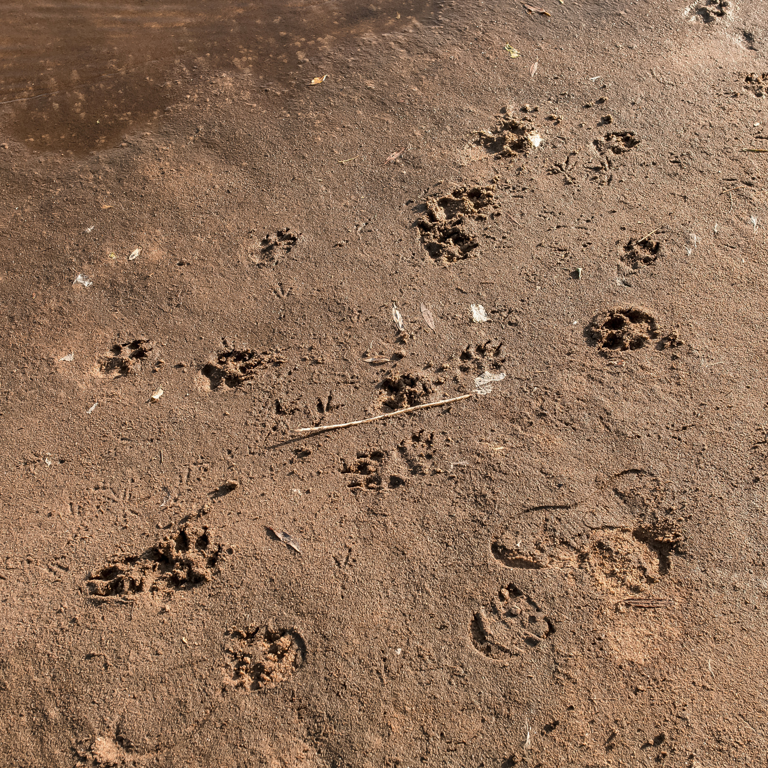 Калуга фотограф на свадьбу. Свадебный фотограф Колесников Антон