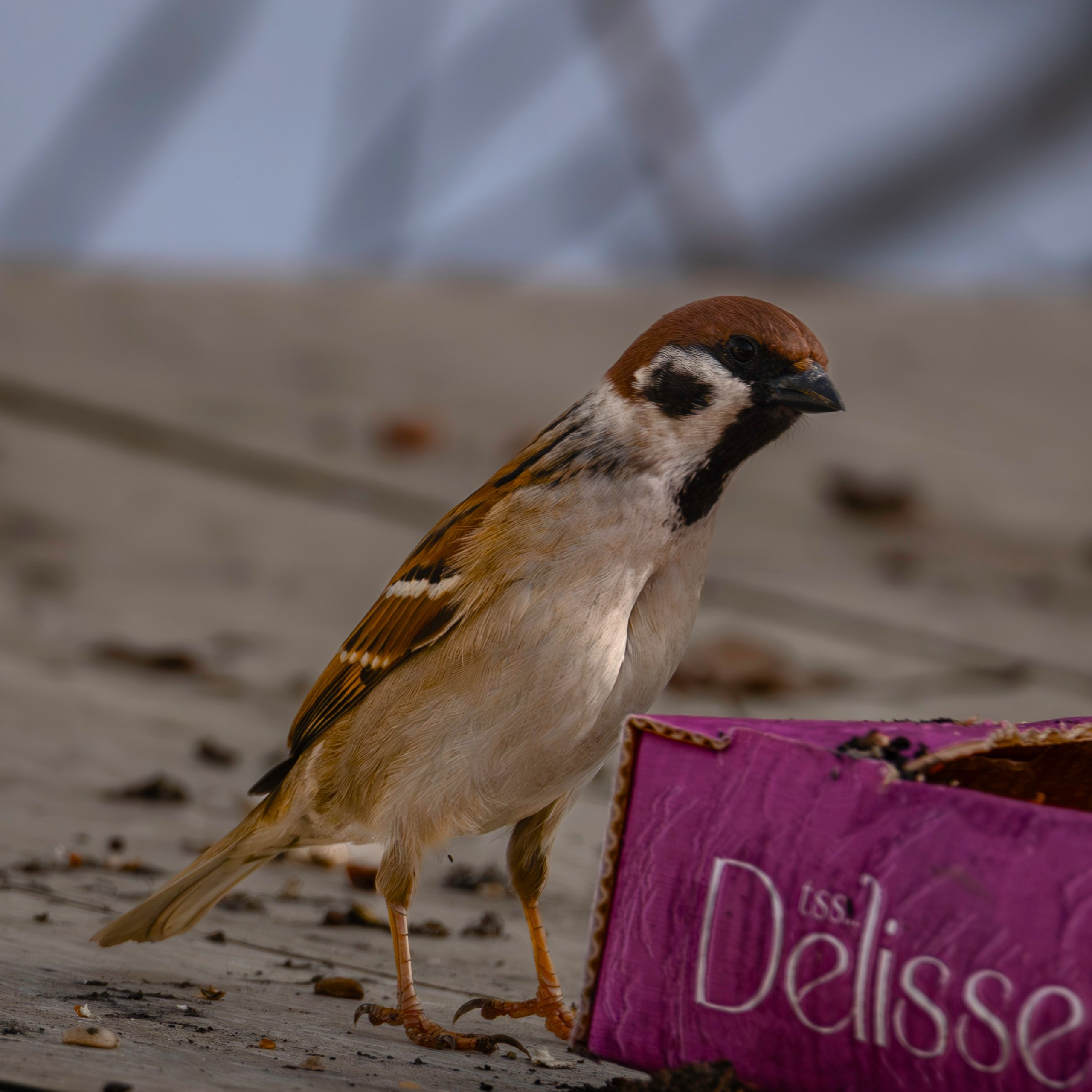 Живность разная