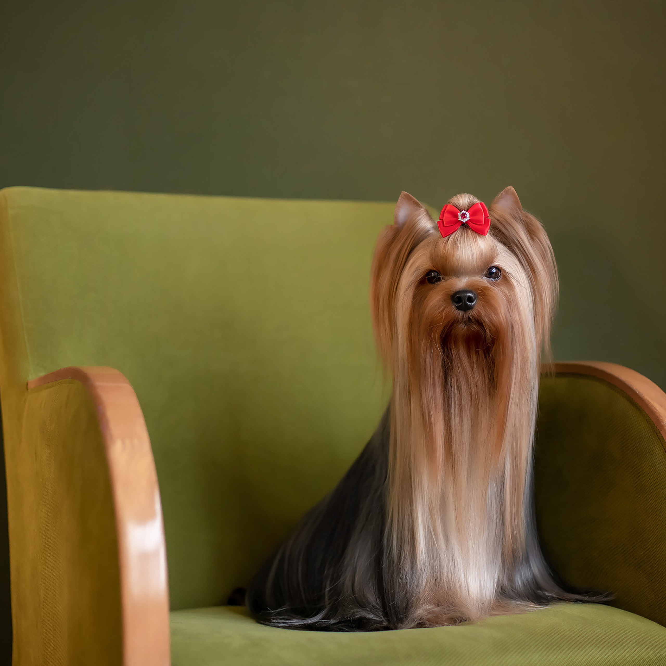 Студийная съемка собаки. Семьи, дети, сады, школы. Фотограф Первенцева Елена. Москва