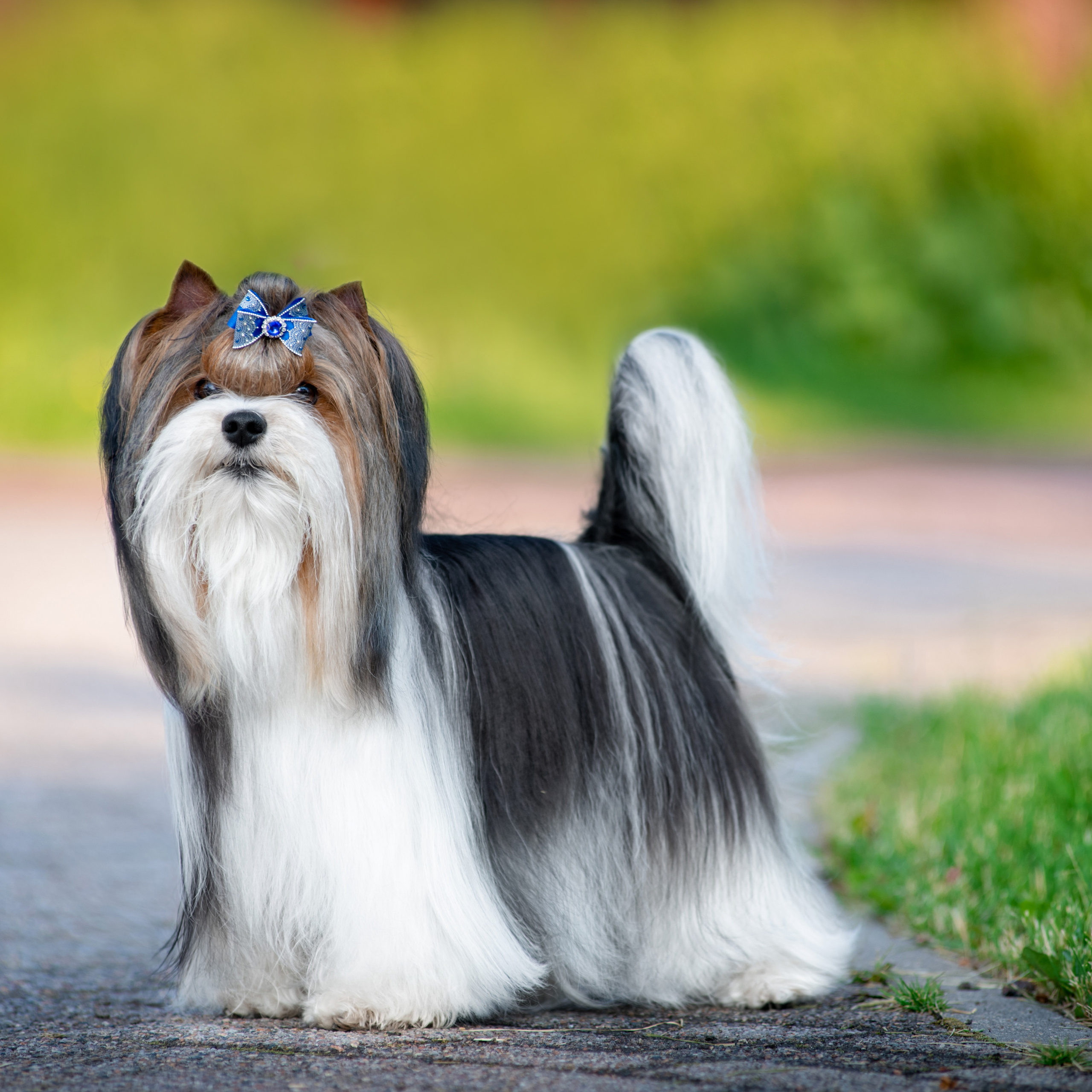 Фотосессия собаки на улице. Семьи, дети, сады, школы. Фотограф Первенцева Елена. Москва