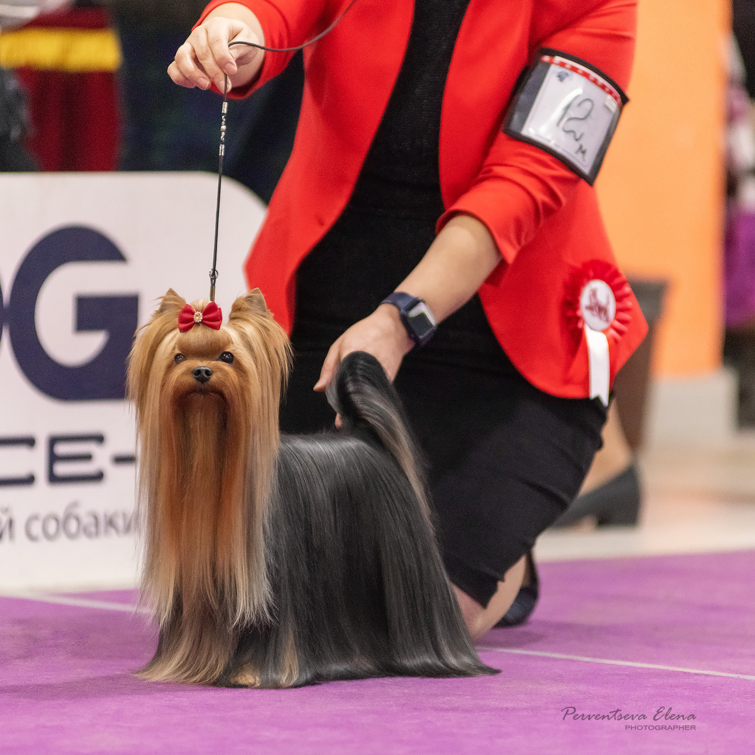 Репортажная съемка на выставке собак. Семьи, дети, сады, школы. Фотограф Первенцева Елена. Москва