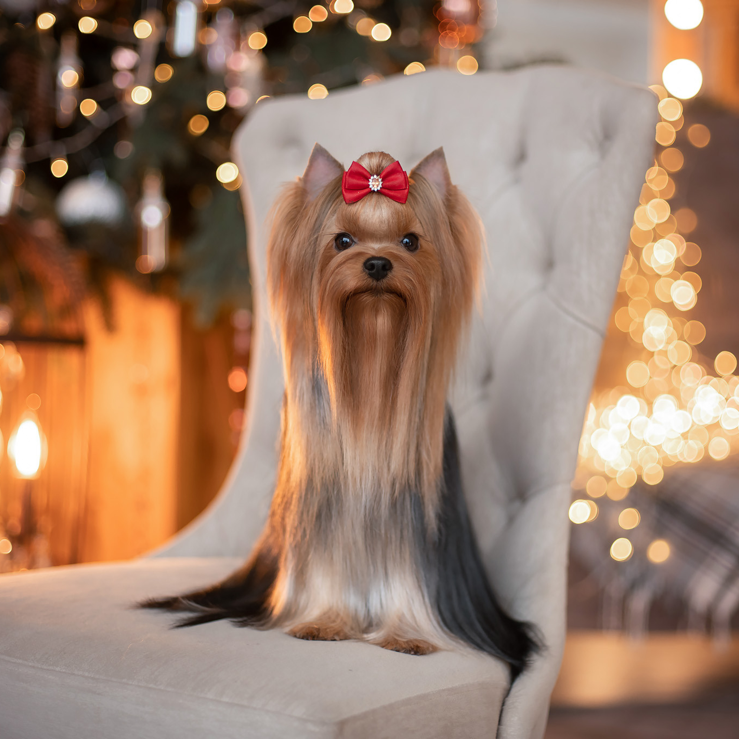 Студийная съемка собаки. Семьи, дети, сады, школы. Фотограф Первенцева Елена. Москва