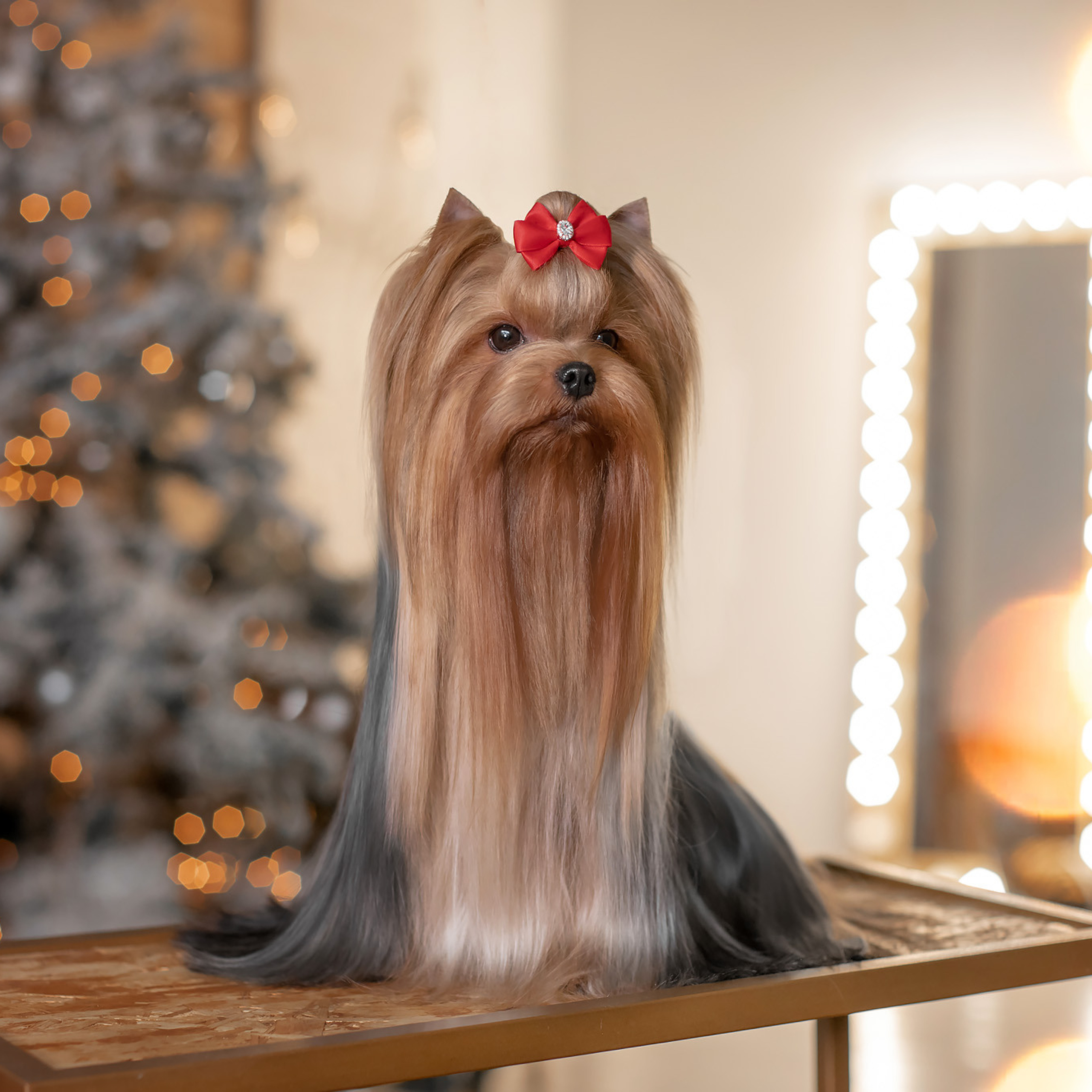 Студийная съемка собаки. Семьи, дети, сады, школы. Фотограф Первенцева Елена. Москва