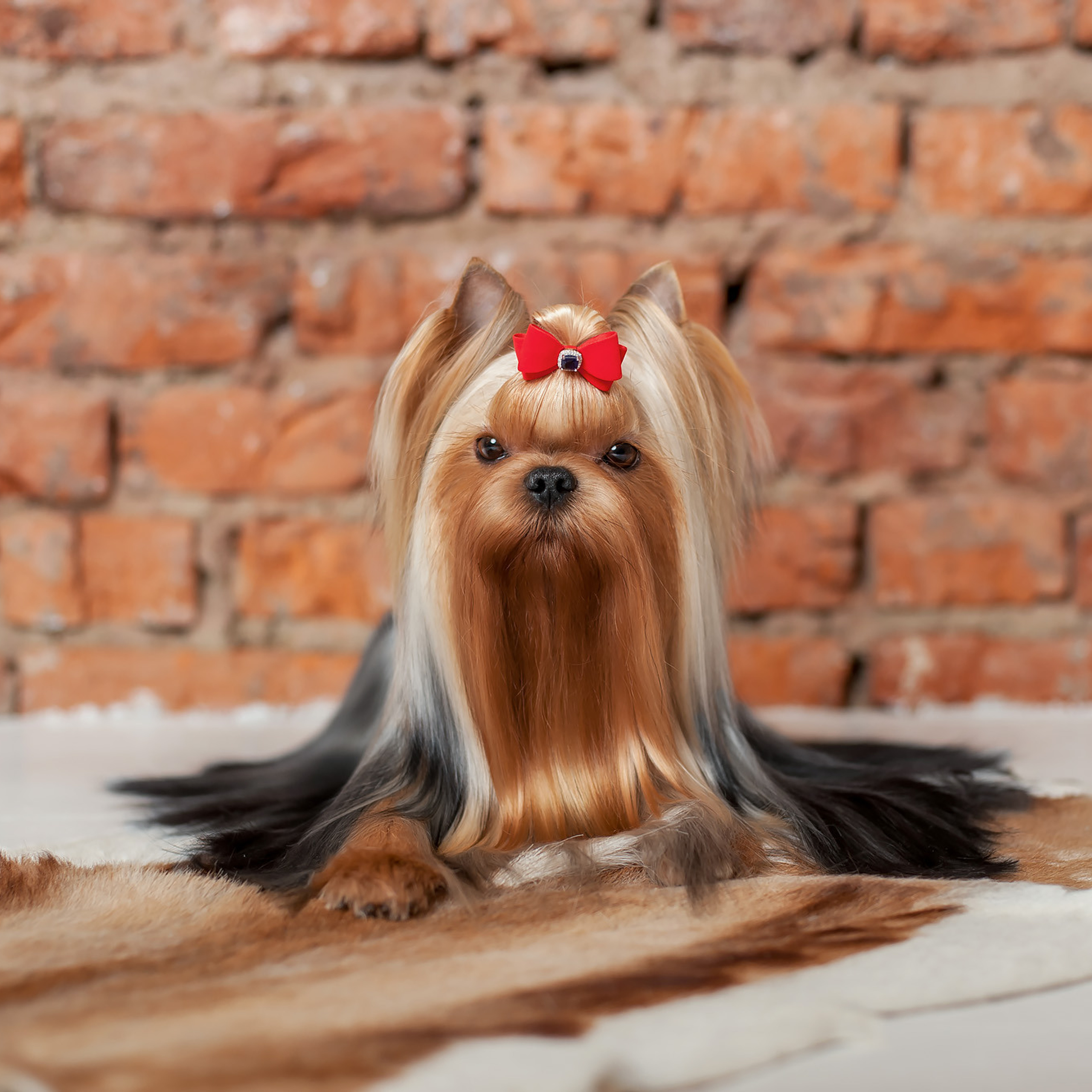 Студийная съемка собаки. Семьи, дети, сады, школы. Фотограф Первенцева Елена. Москва