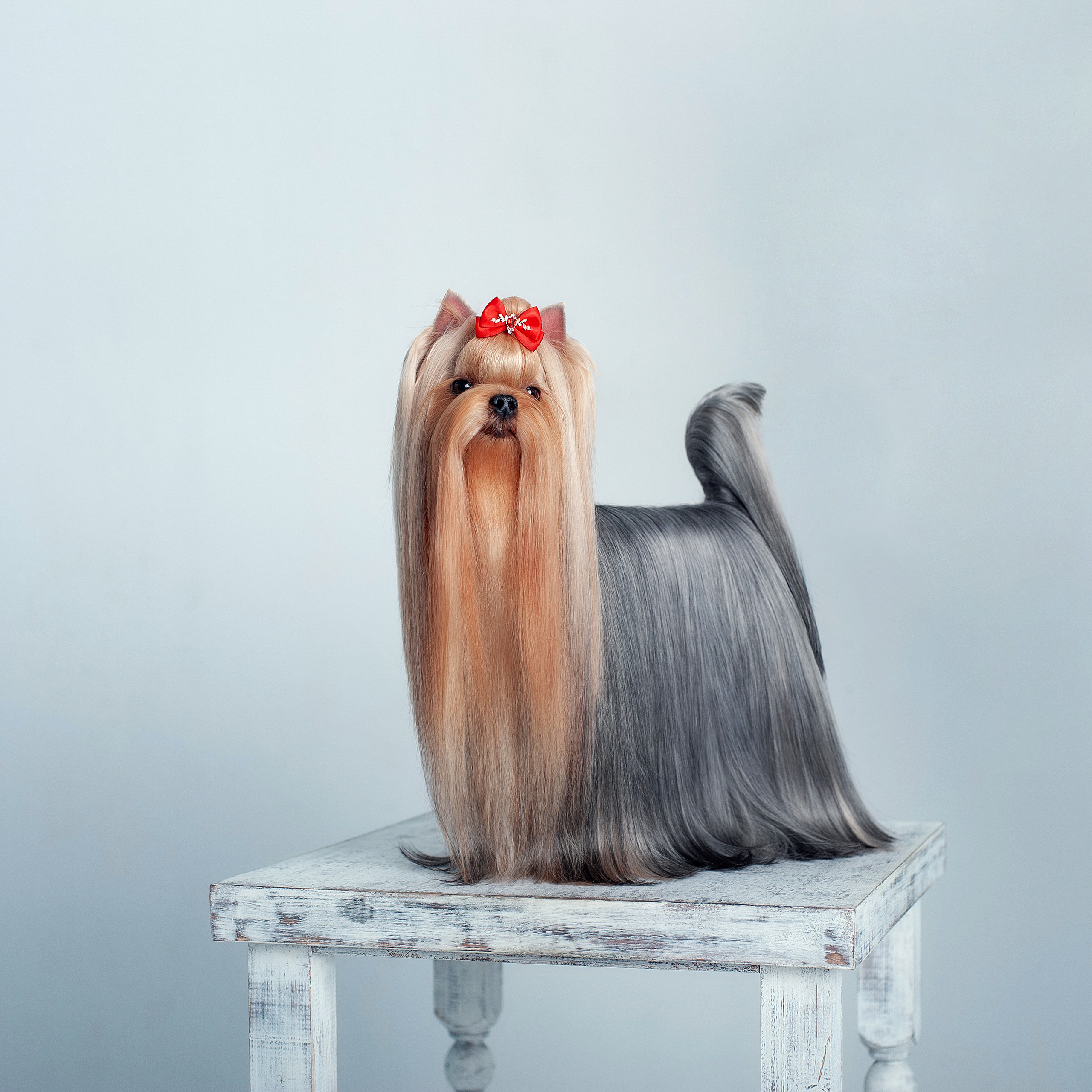 Студийная съемка собаки. Семьи, дети, сады, школы. Фотограф Первенцева Елена. Москва