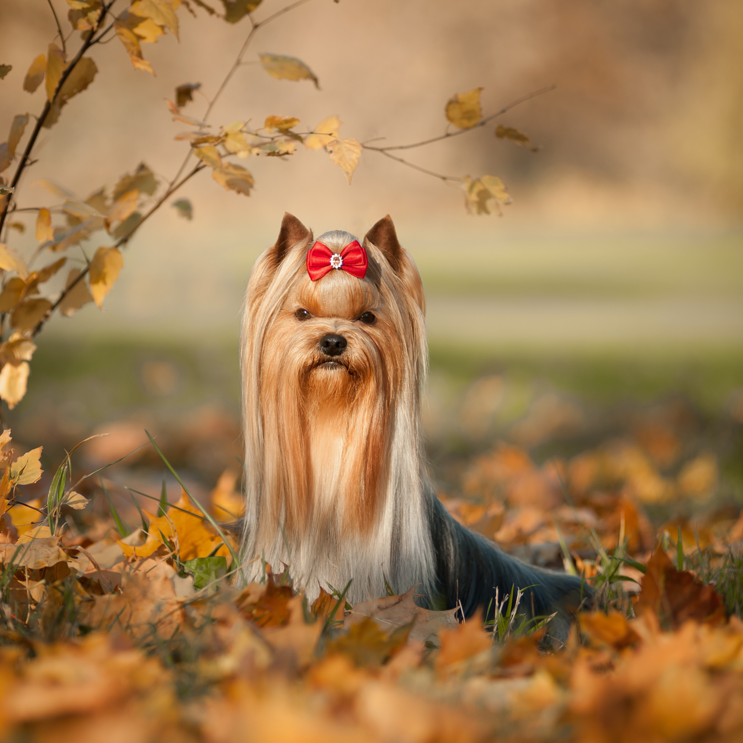 Фотосессия собаки на улице. Семьи, дети, сады, школы. Фотограф Первенцева Елена. Москва