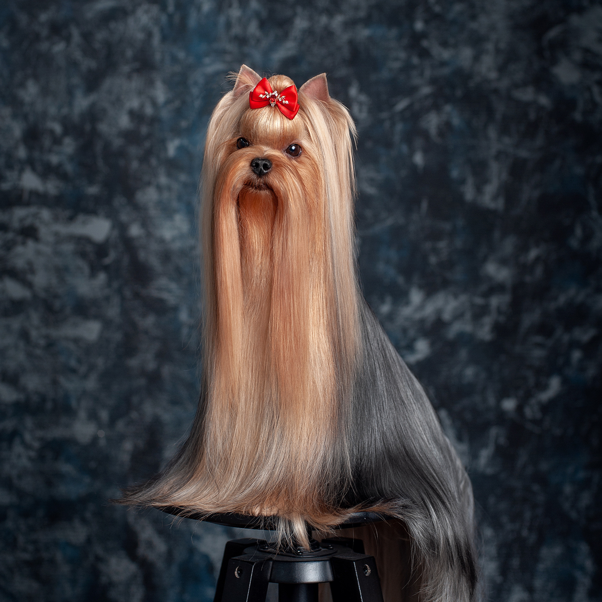 Студийная съемка собаки. Семьи, дети, сады, школы. Фотограф Первенцева Елена. Москва