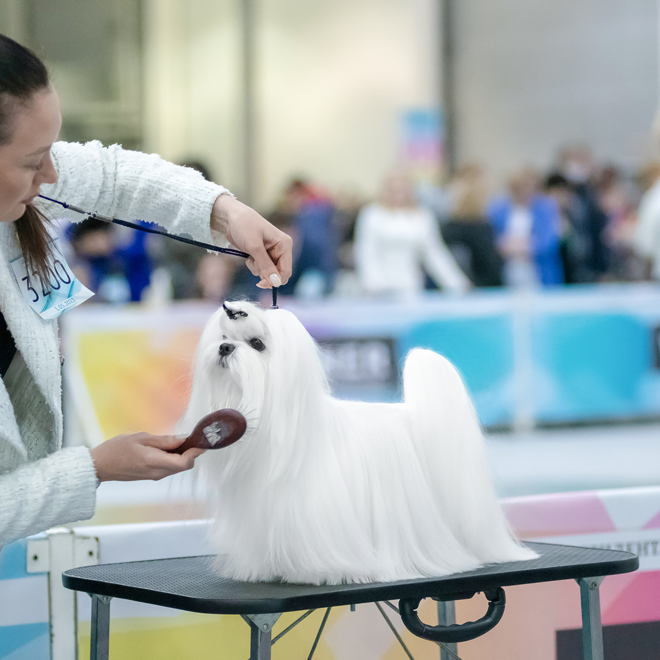 Репортажная съемка на выставке собак. Семьи, дети, сады, школы. Фотограф Первенцева Елена. Москва