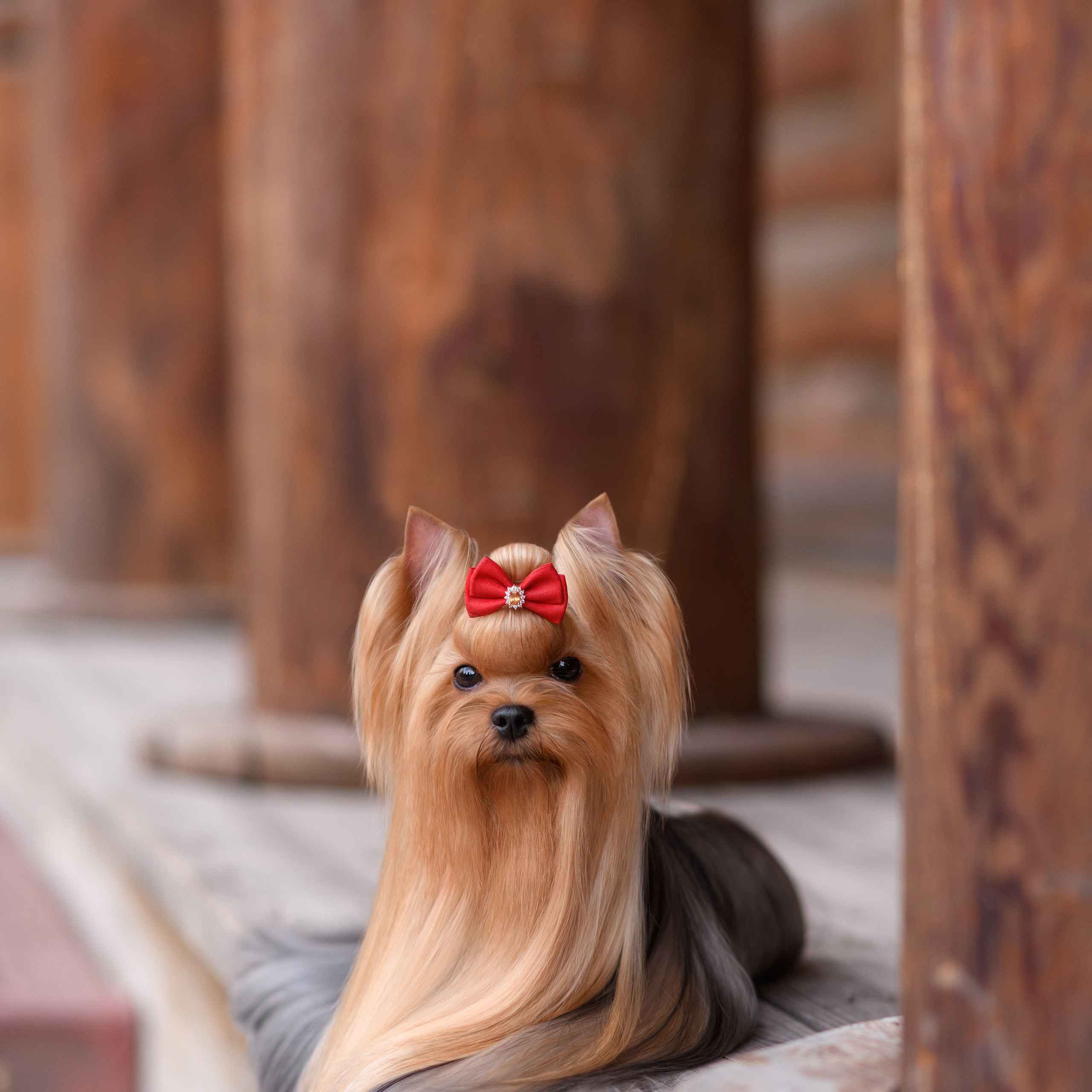 Фотосессия собаки на улице. Семьи, дети, сады, школы. Фотограф Первенцева Елена. Москва