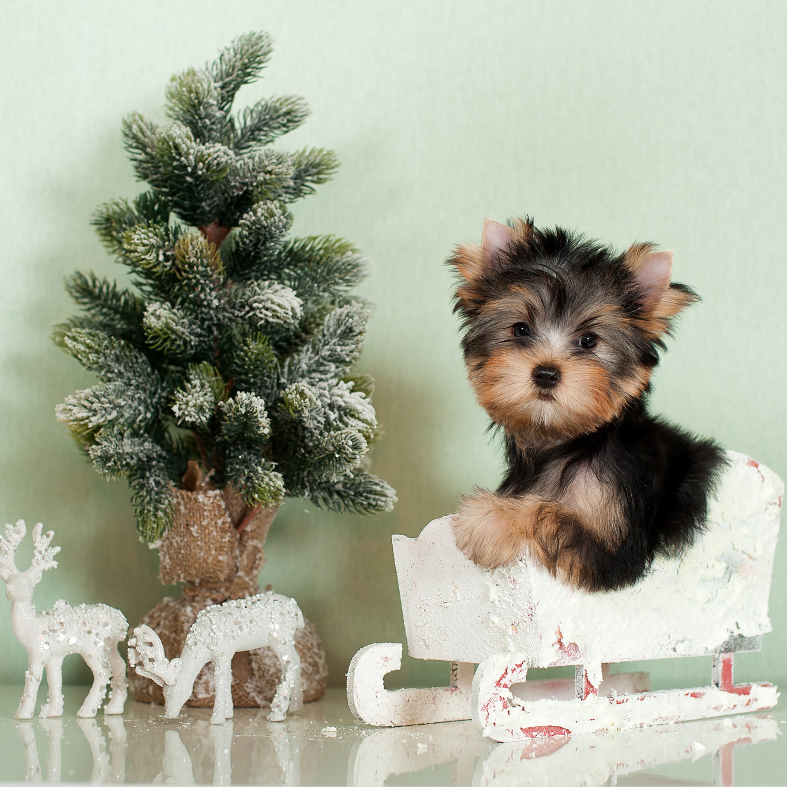 Студийная съемка собаки. Семьи, дети, сады, школы. Фотограф Первенцева Елена. Москва