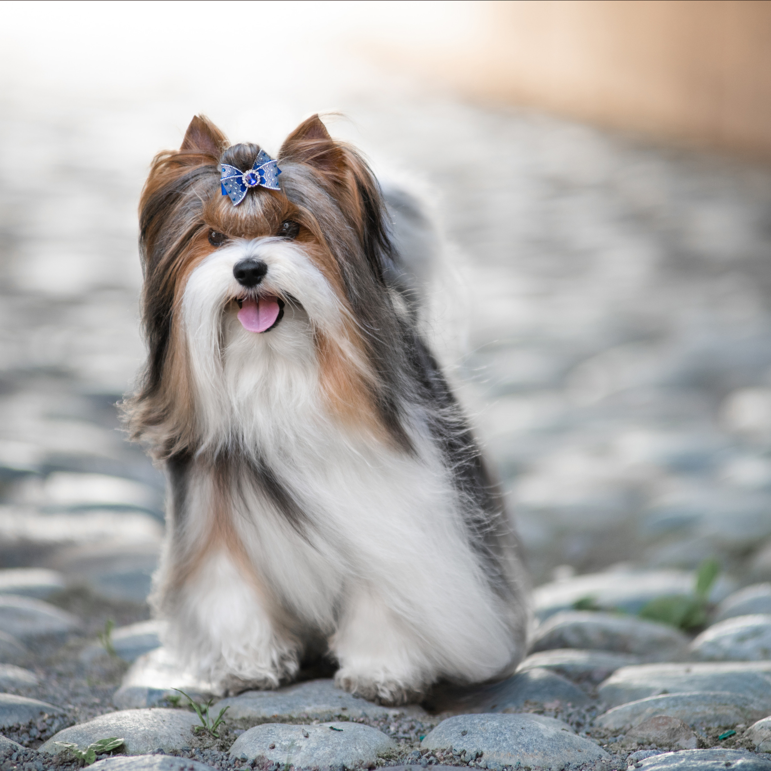 Фотосессия собаки на улице. Семьи, дети, сады, школы. Фотограф Первенцева Елена. Москва