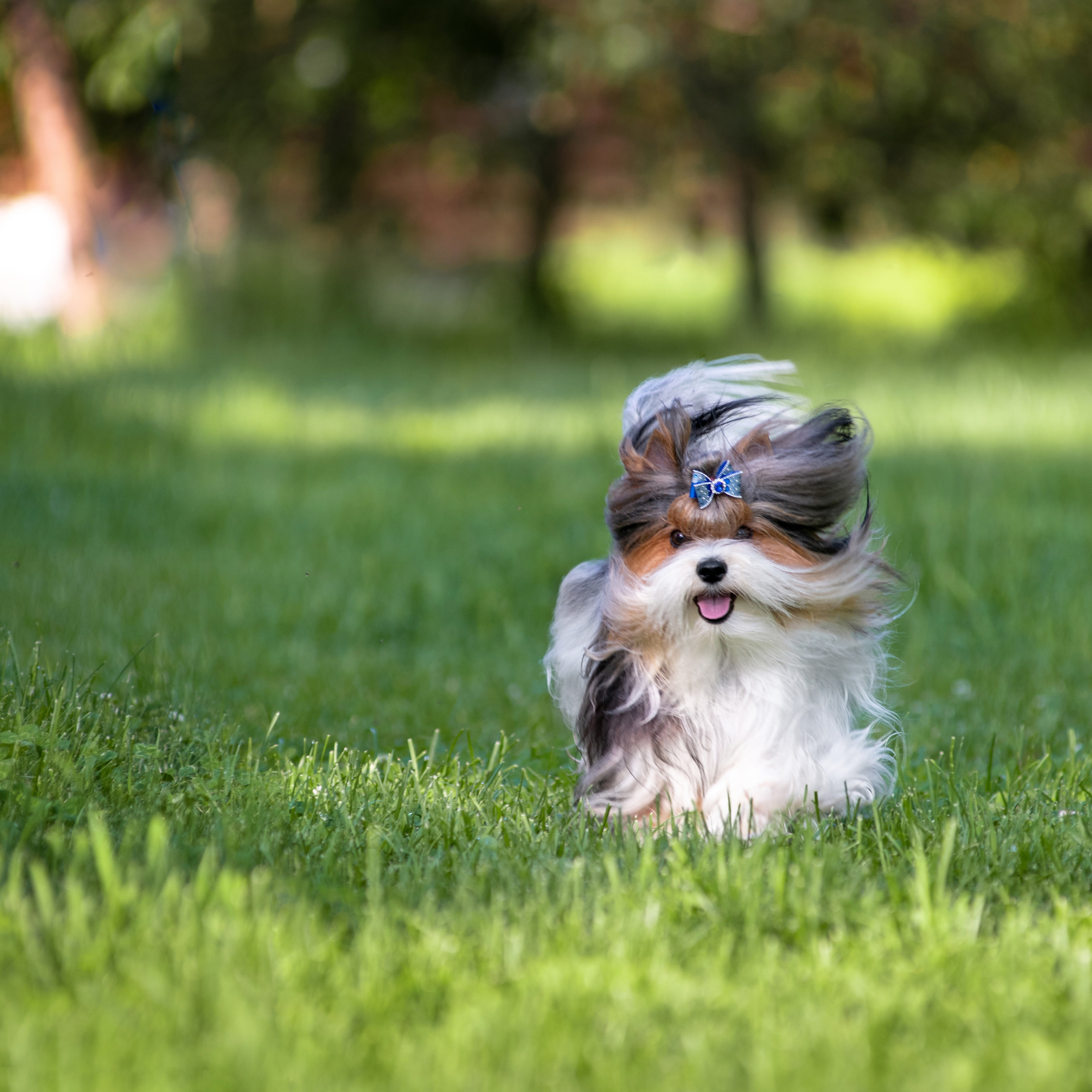 Фотосессия собаки на улице. Семьи, дети, сады, школы. Фотограф Первенцева Елена. Москва