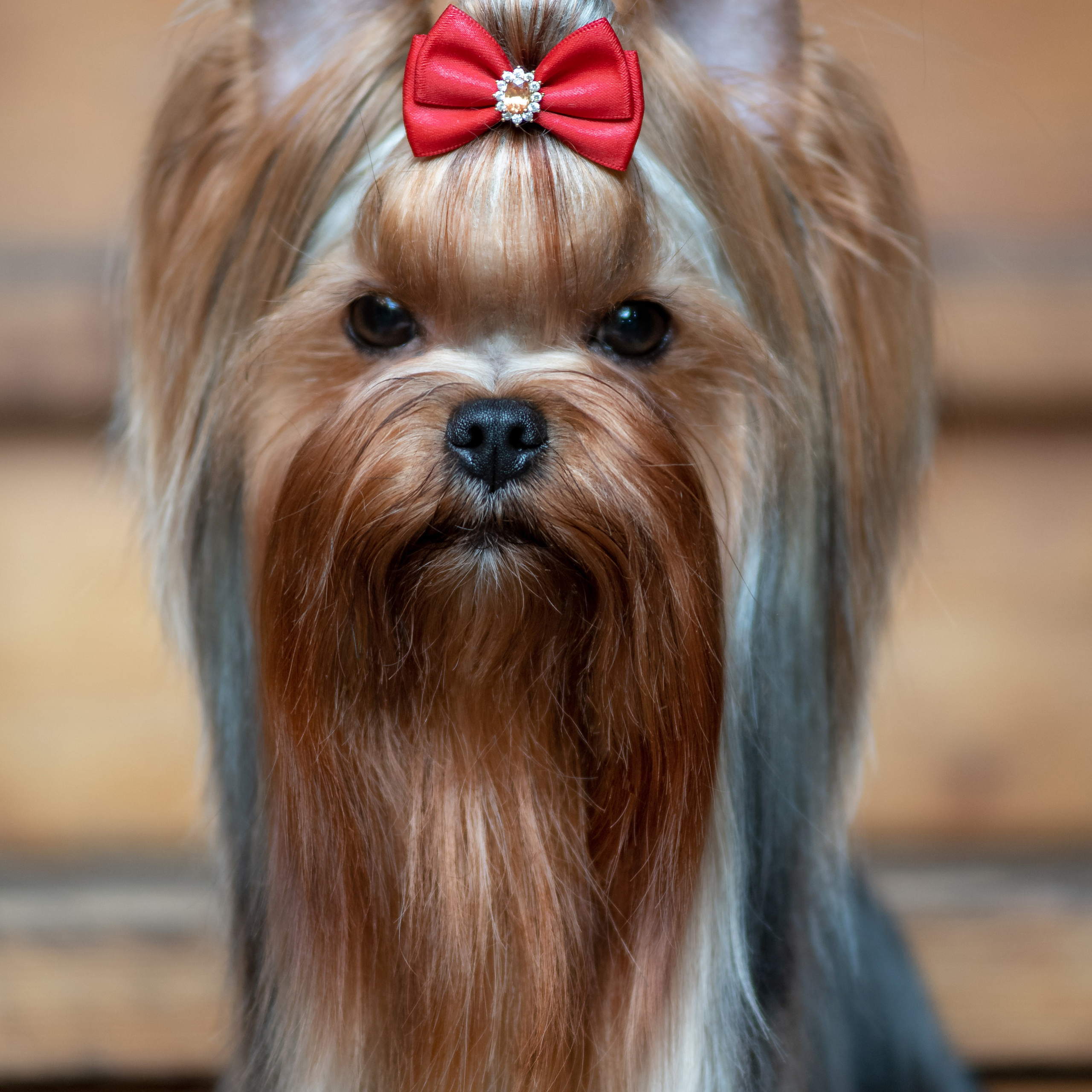 Фотосессия собаки на улице. Семьи, дети, сады, школы. Фотограф Первенцева Елена. Москва