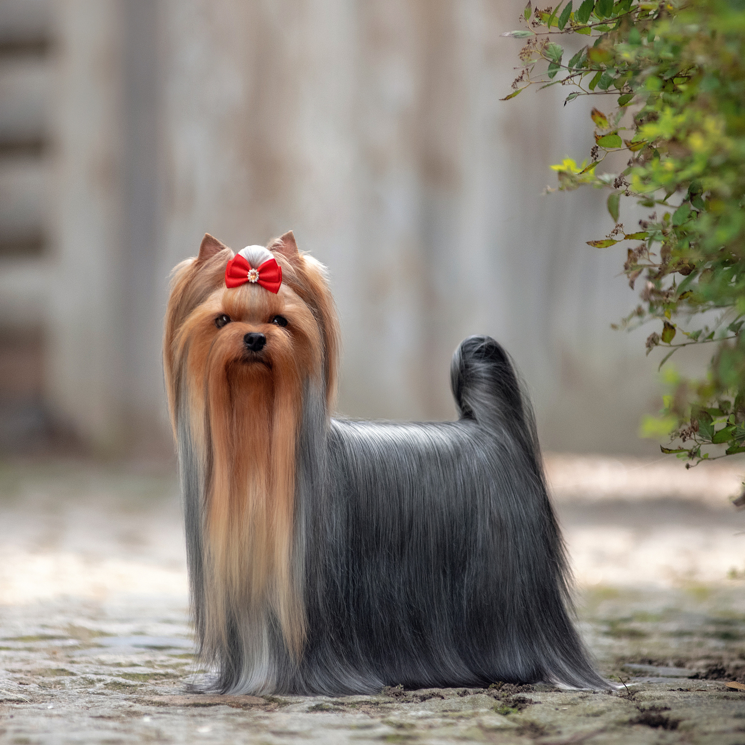 Фотосессия собаки на улице. Семьи, дети, сады, школы. Фотограф Первенцева Елена. Москва