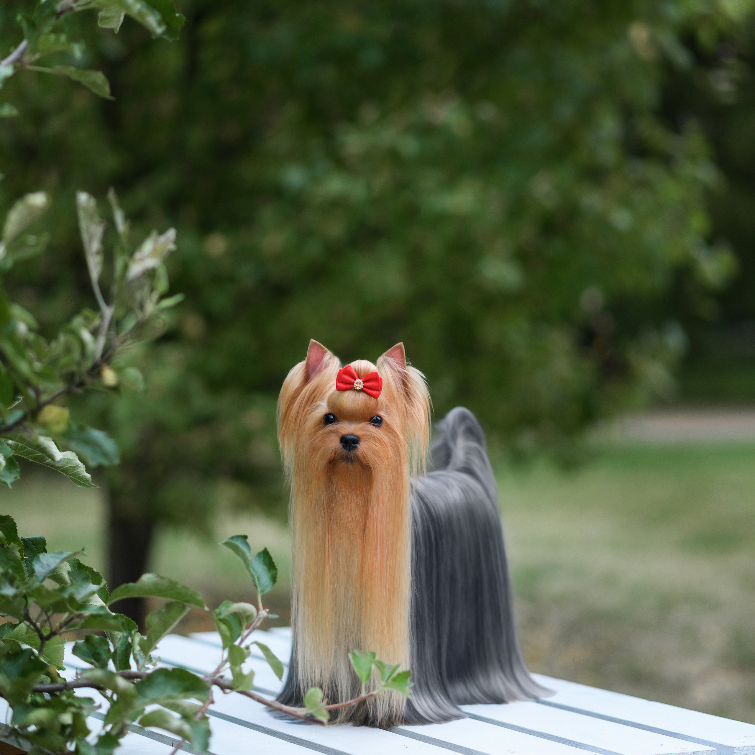 Фотосессия собаки на улице. Семьи, дети, сады, школы. Фотограф Первенцева Елена. Москва