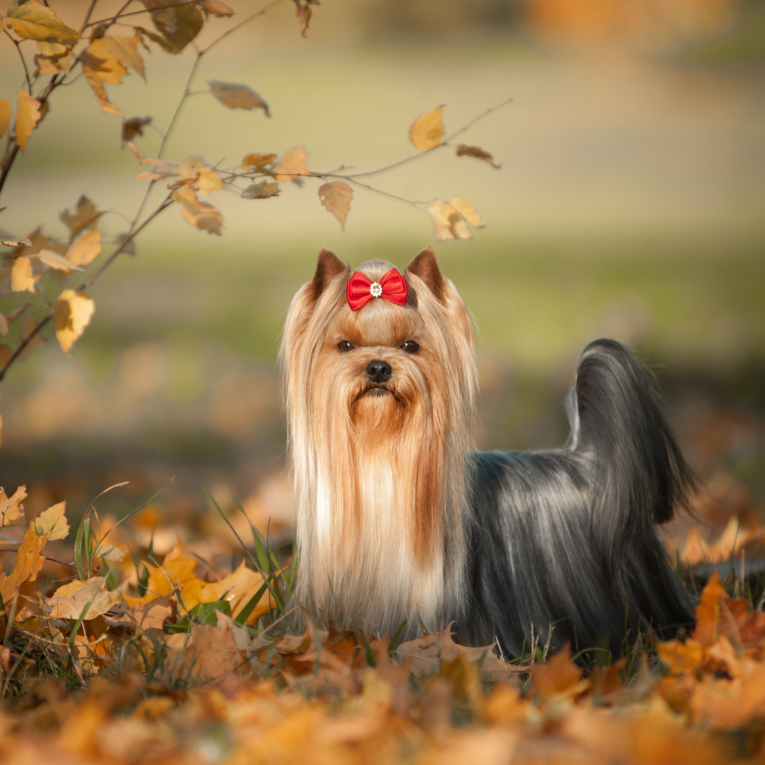 Фотосессия собаки на улице. Семьи, дети, сады, школы. Фотограф Первенцева Елена. Москва