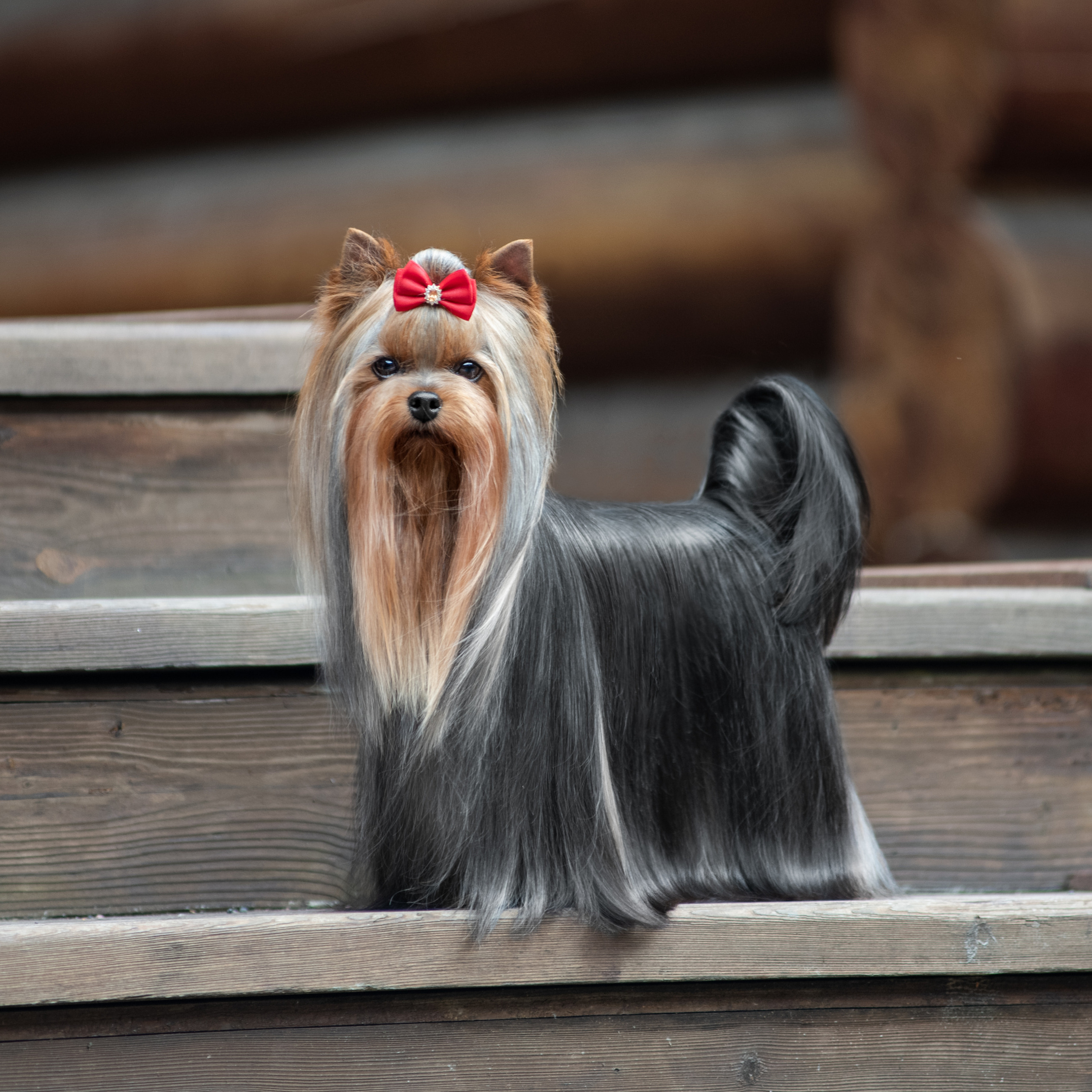 Фотосессия собаки на улице. Семьи, дети, сады, школы. Фотограф Первенцева Елена. Москва