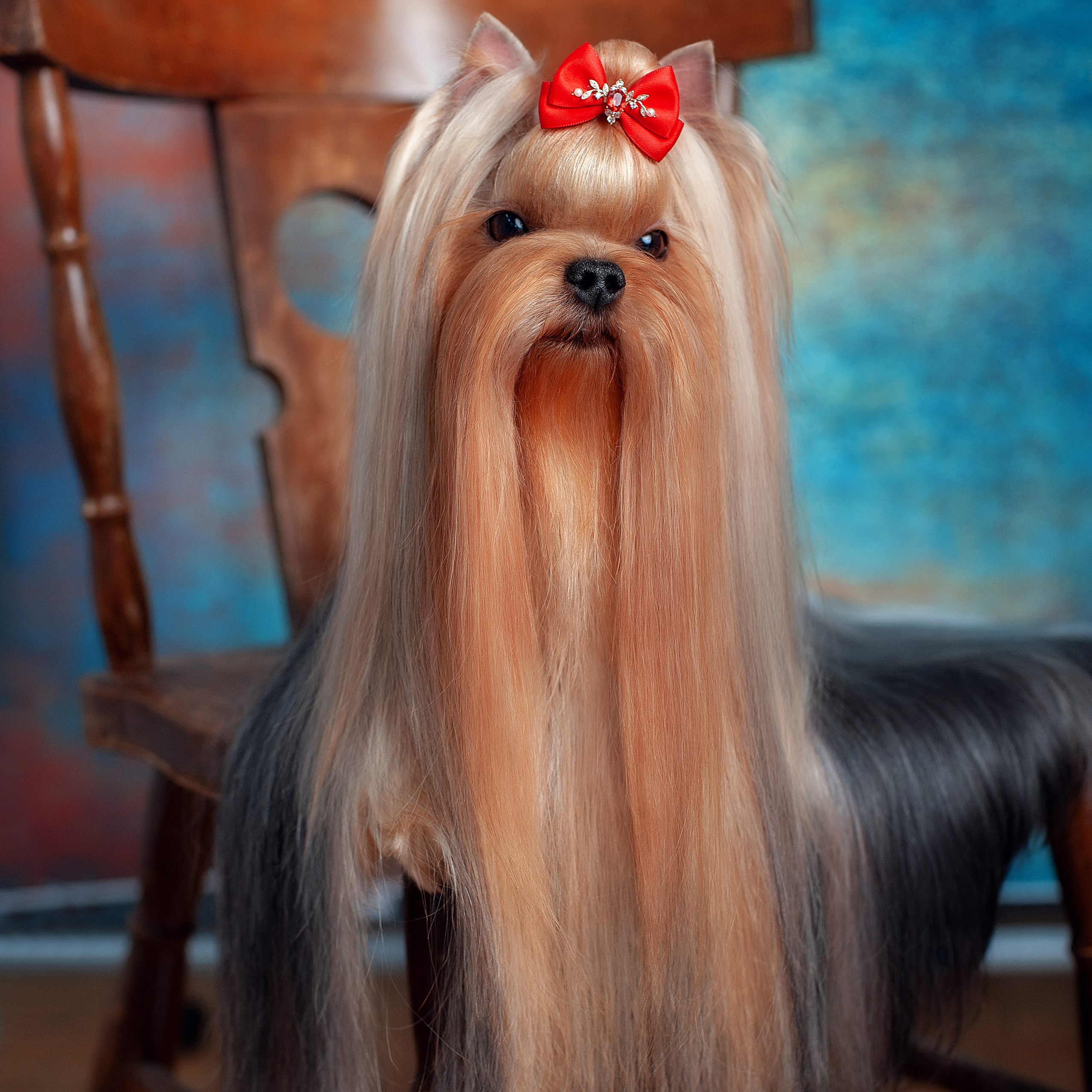 Студийная съемка собаки. Семьи, дети, сады, школы. Фотограф Первенцева Елена. Москва