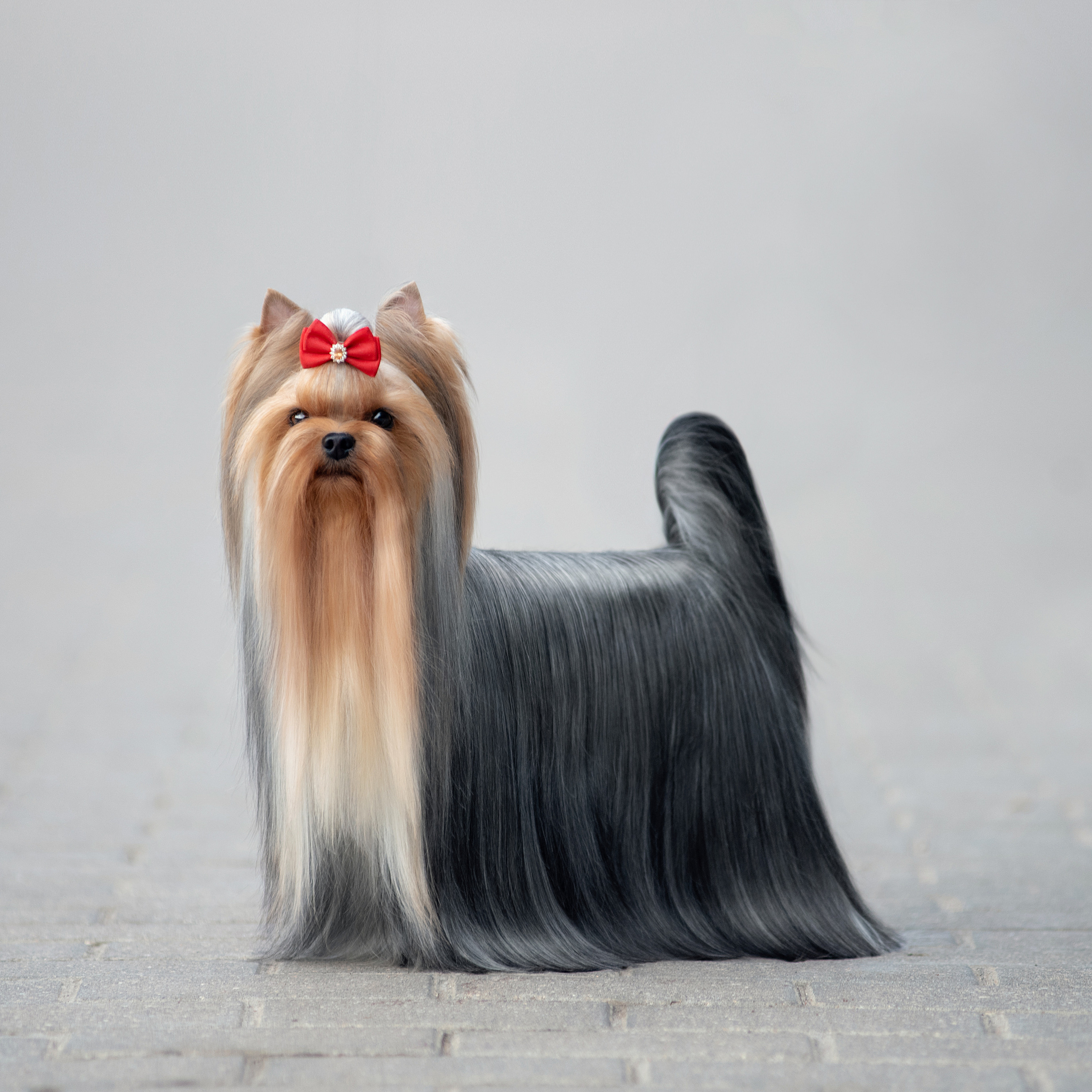 Фотосессия собаки на улице. Семьи, дети, сады, школы. Фотограф Первенцева Елена. Москва