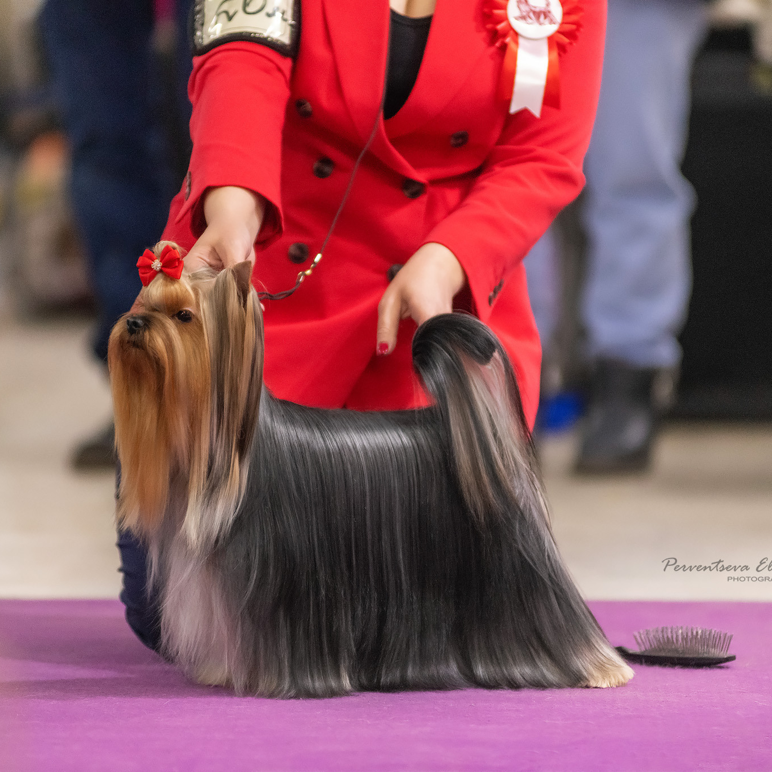 Репортажная съемка на выставке собак. Семьи, дети, сады, школы. Фотограф Первенцева Елена. Москва