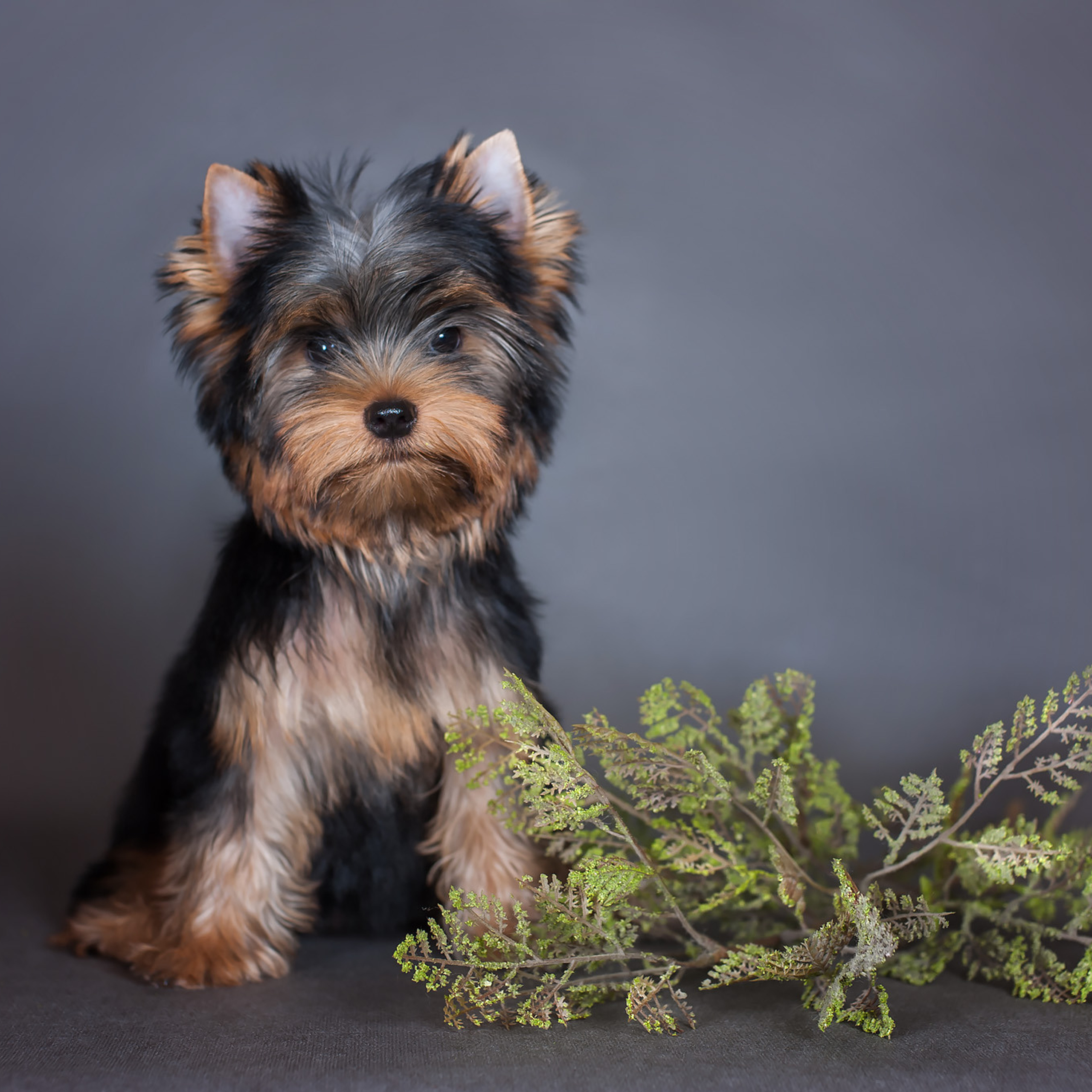 Студийная съемка собаки. Семьи, дети, сады, школы. Фотограф Первенцева Елена. Москва
