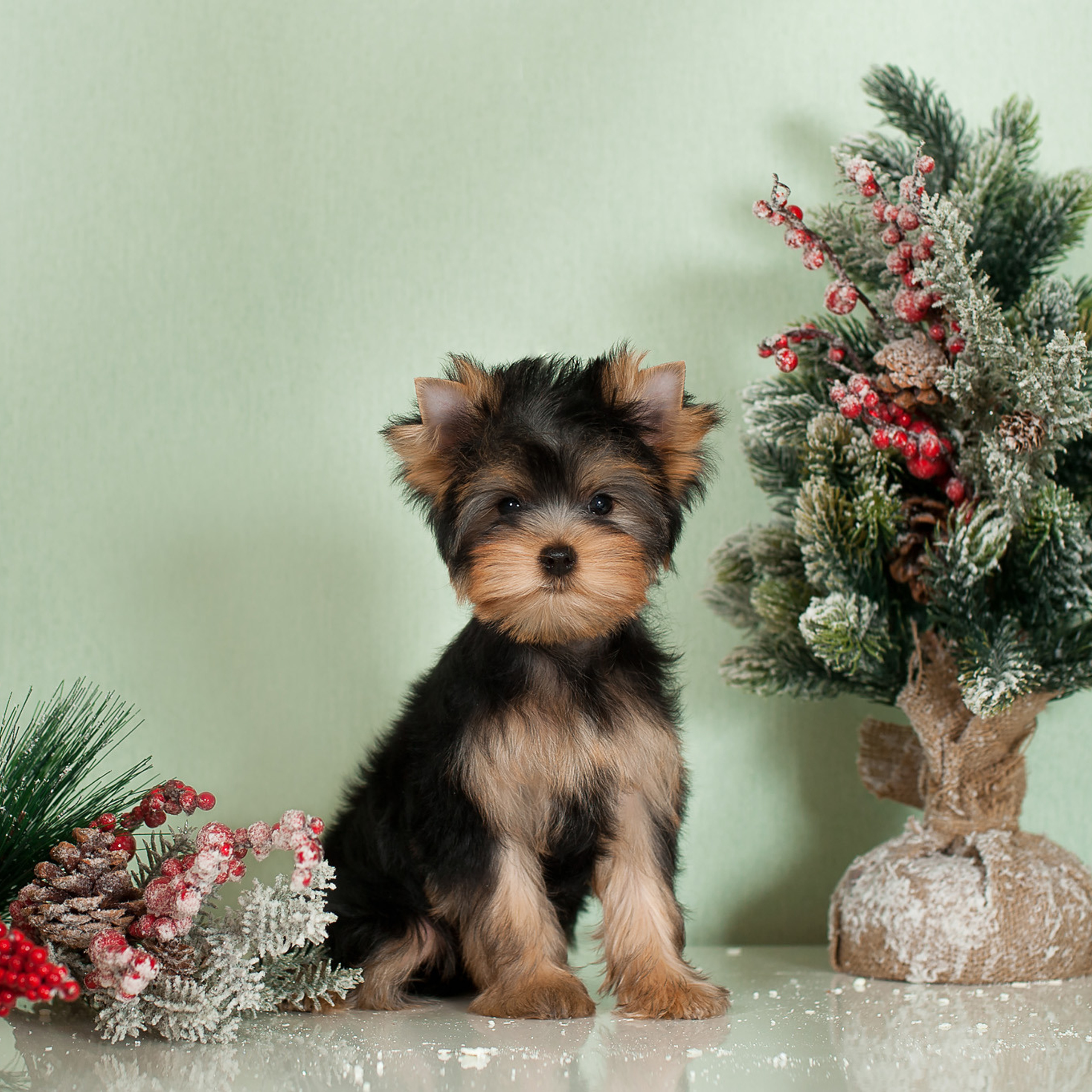 Студийная съемка собаки. Семьи, дети, сады, школы. Фотограф Первенцева Елена. Москва