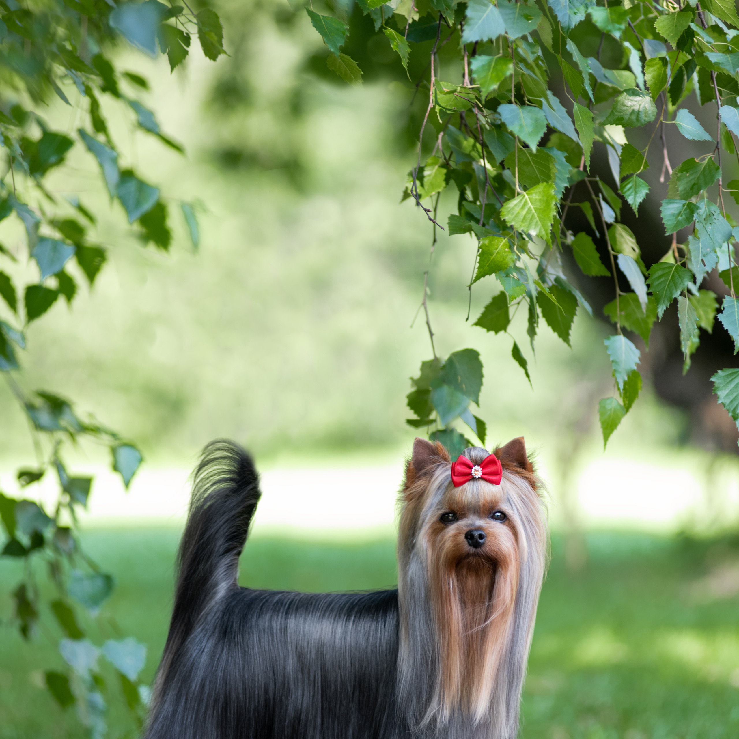 Фотосессия собаки на улице. Семьи, дети, сады, школы. Фотограф Первенцева Елена. Москва