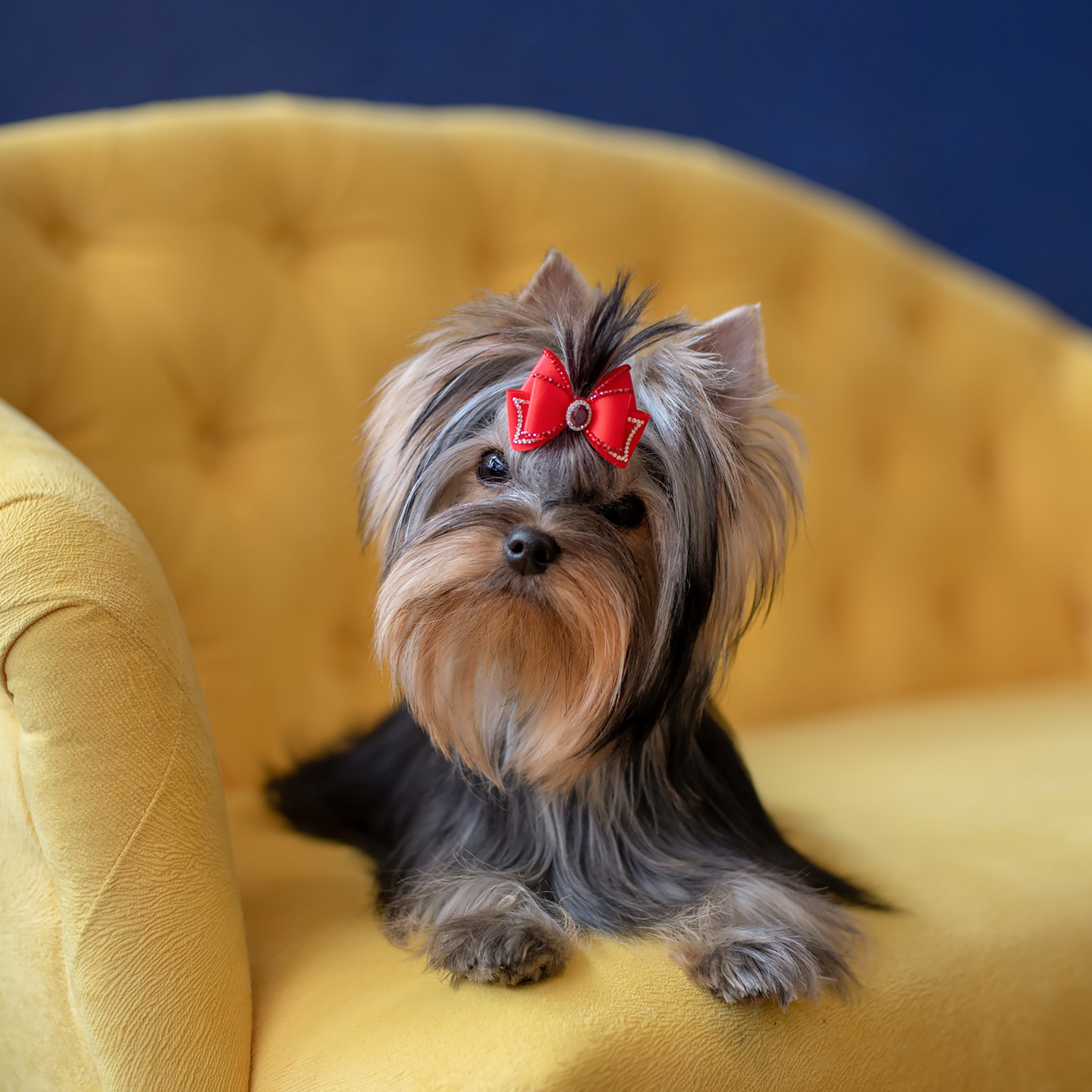 Студийная съемка собаки. Семьи, дети, сады, школы. Фотограф Первенцева Елена. Москва