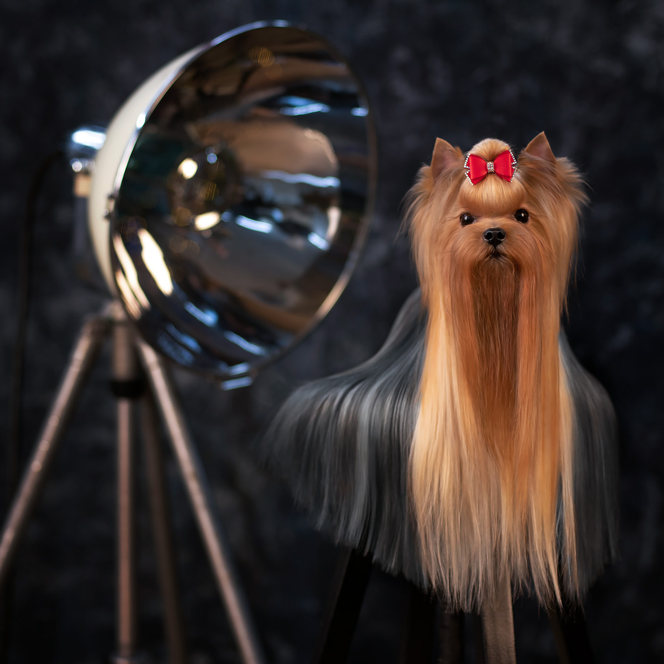 Студийная съемка собаки. Семьи, дети, сады, школы. Фотограф Первенцева Елена. Москва