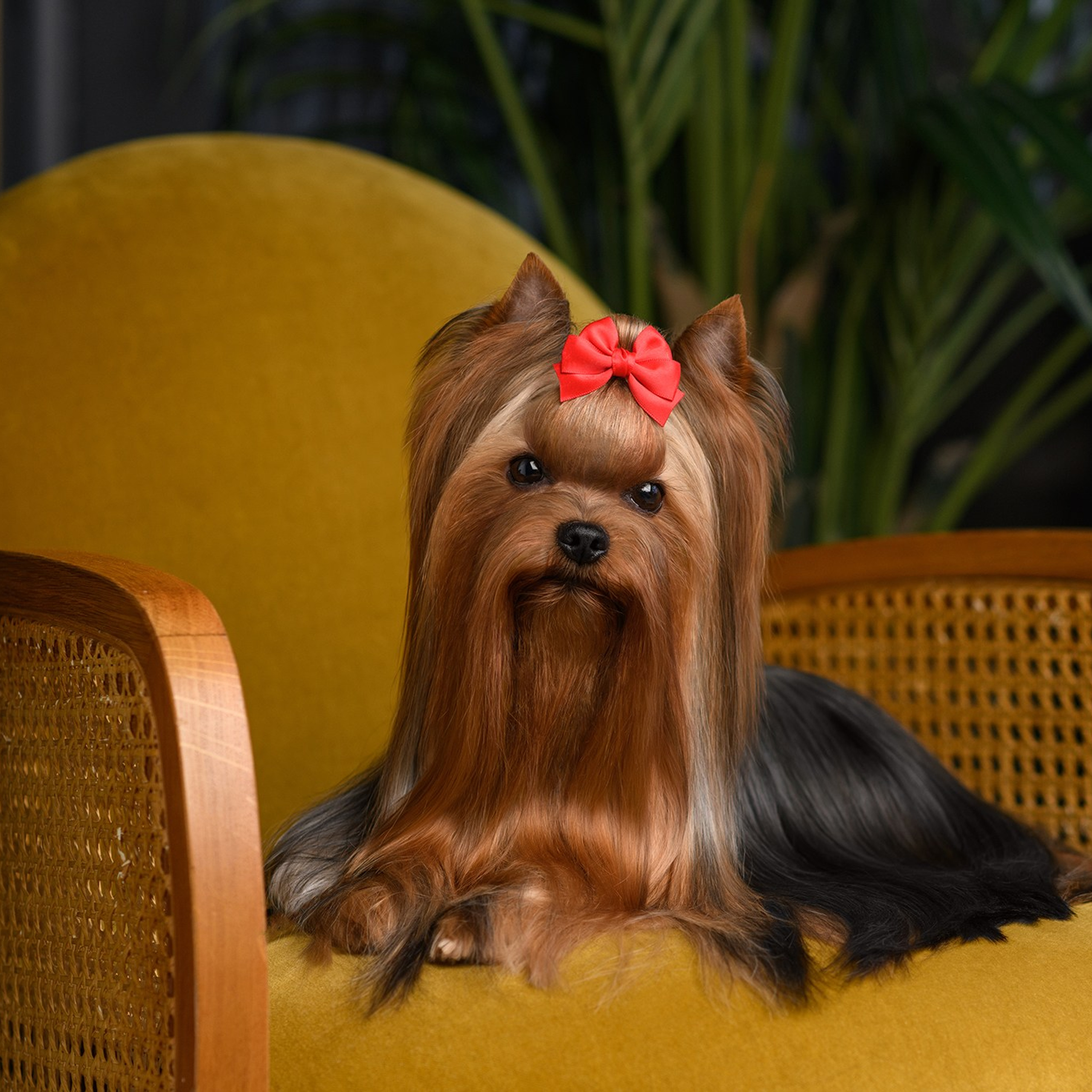 Отзывы о фотографе. Семьи, дети, сады, школы. Фотограф Первенцева Елена. Москва