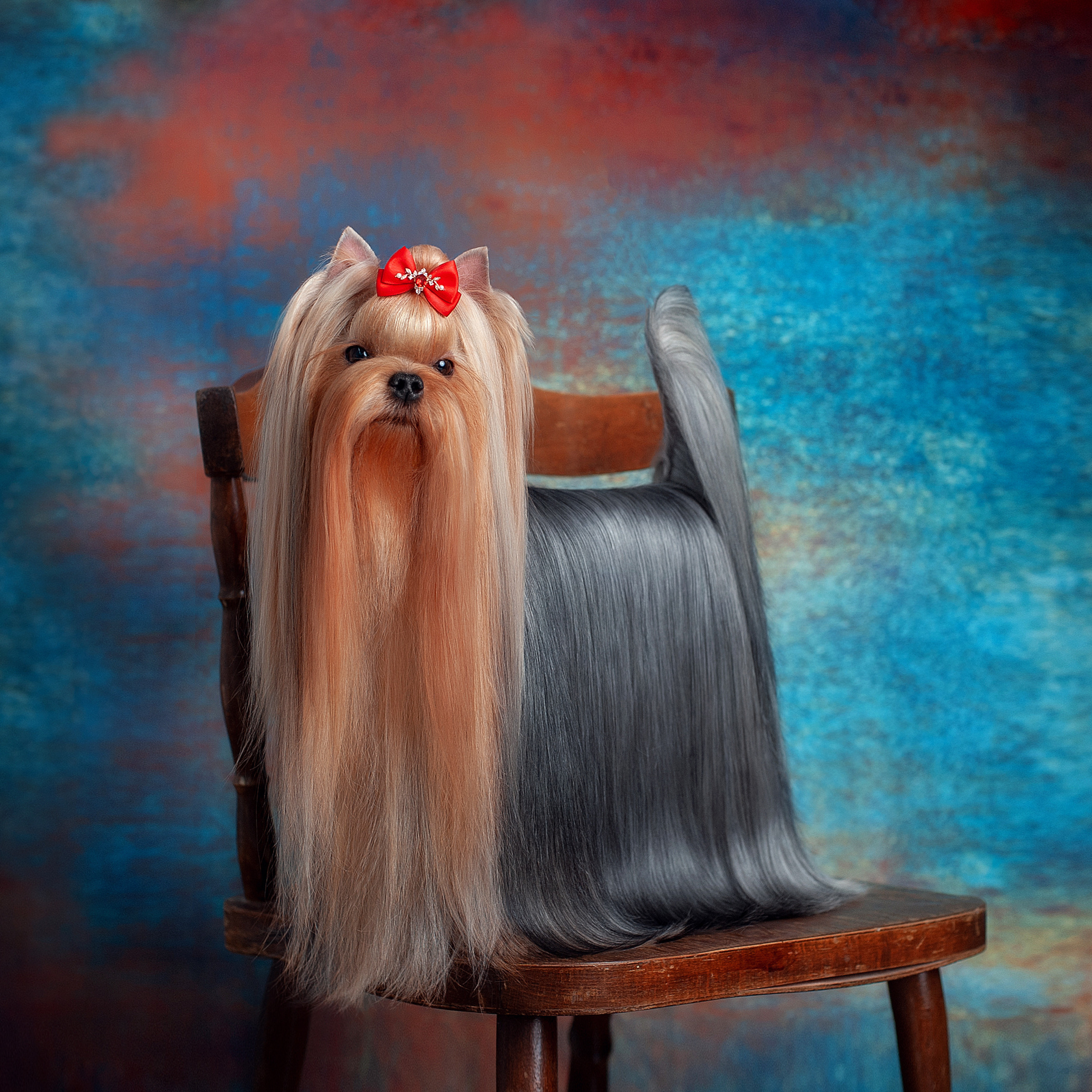 Студийная съемка собаки. Семьи, дети, сады, школы. Фотограф Первенцева Елена. Москва