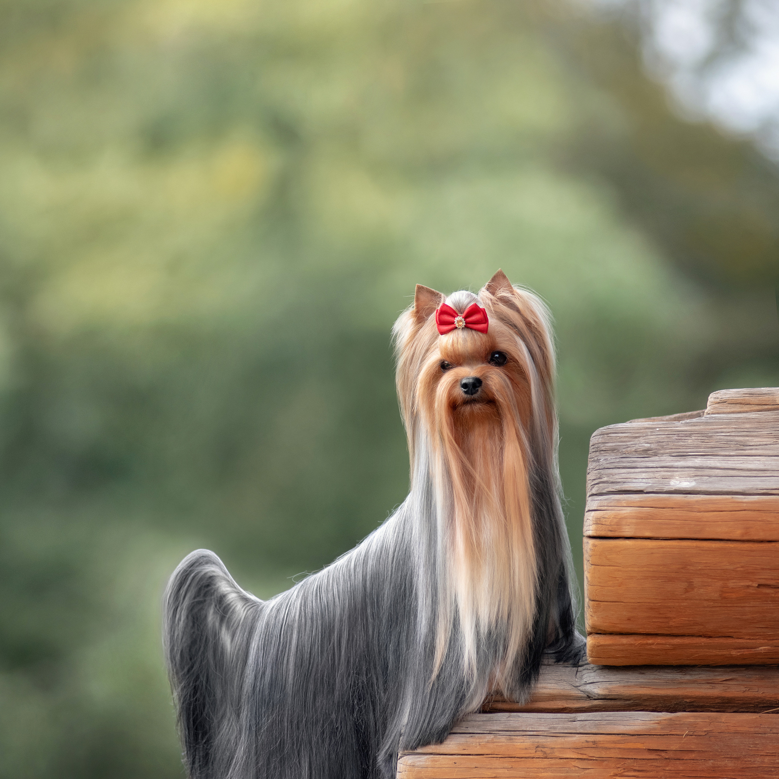 Фотосессия собаки на улице. Семьи, дети, сады, школы. Фотограф Первенцева Елена. Москва